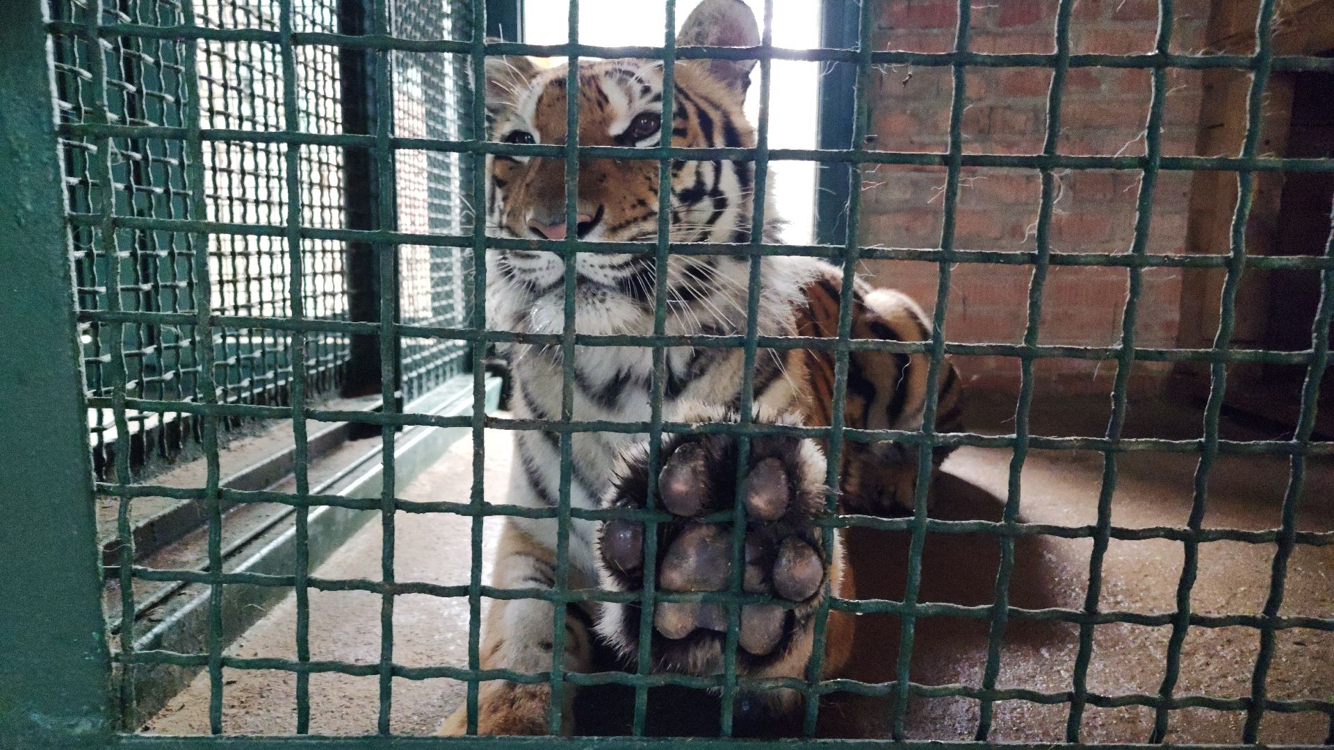 волоколамск,день тигра,центр воспроизводства редких видов животных,