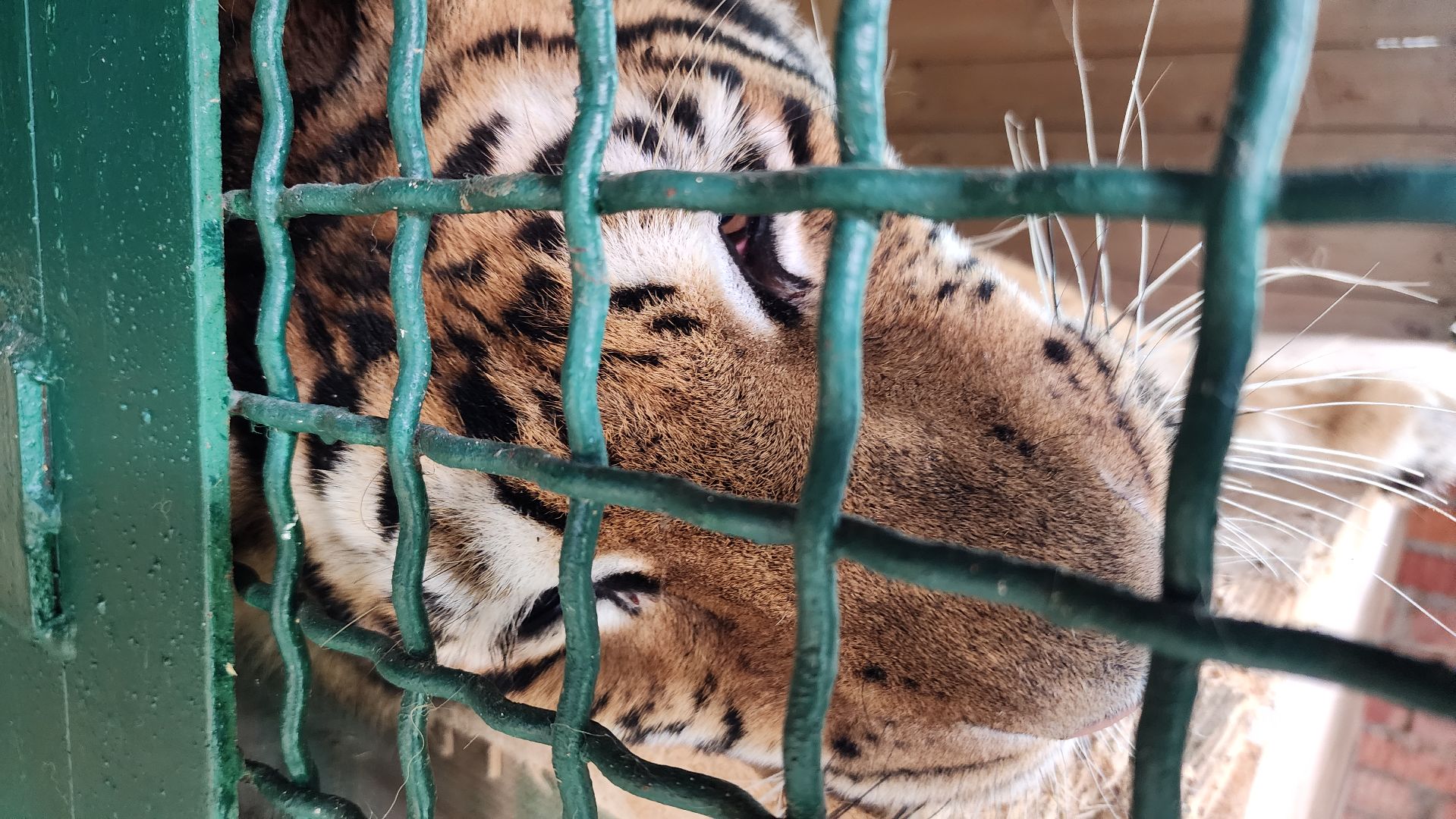 волоколамск,день тигра,центр воспроизводства редких видов животных,