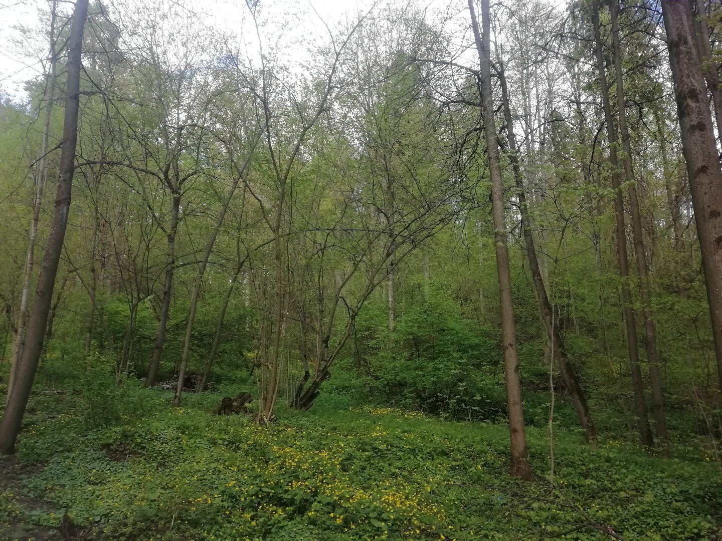 Звенигород, монумент