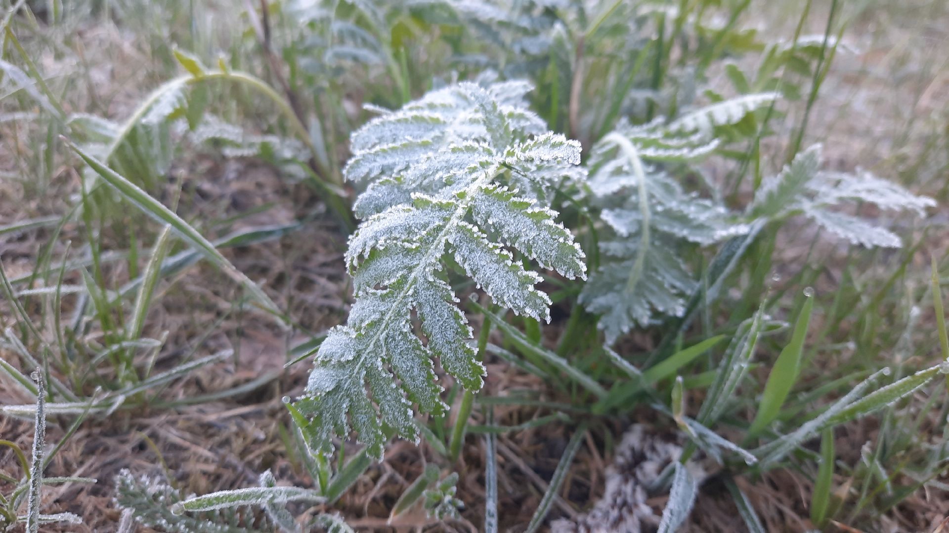 Шатура, Черусти, погода, заморозки, май, Черёмуховые холода