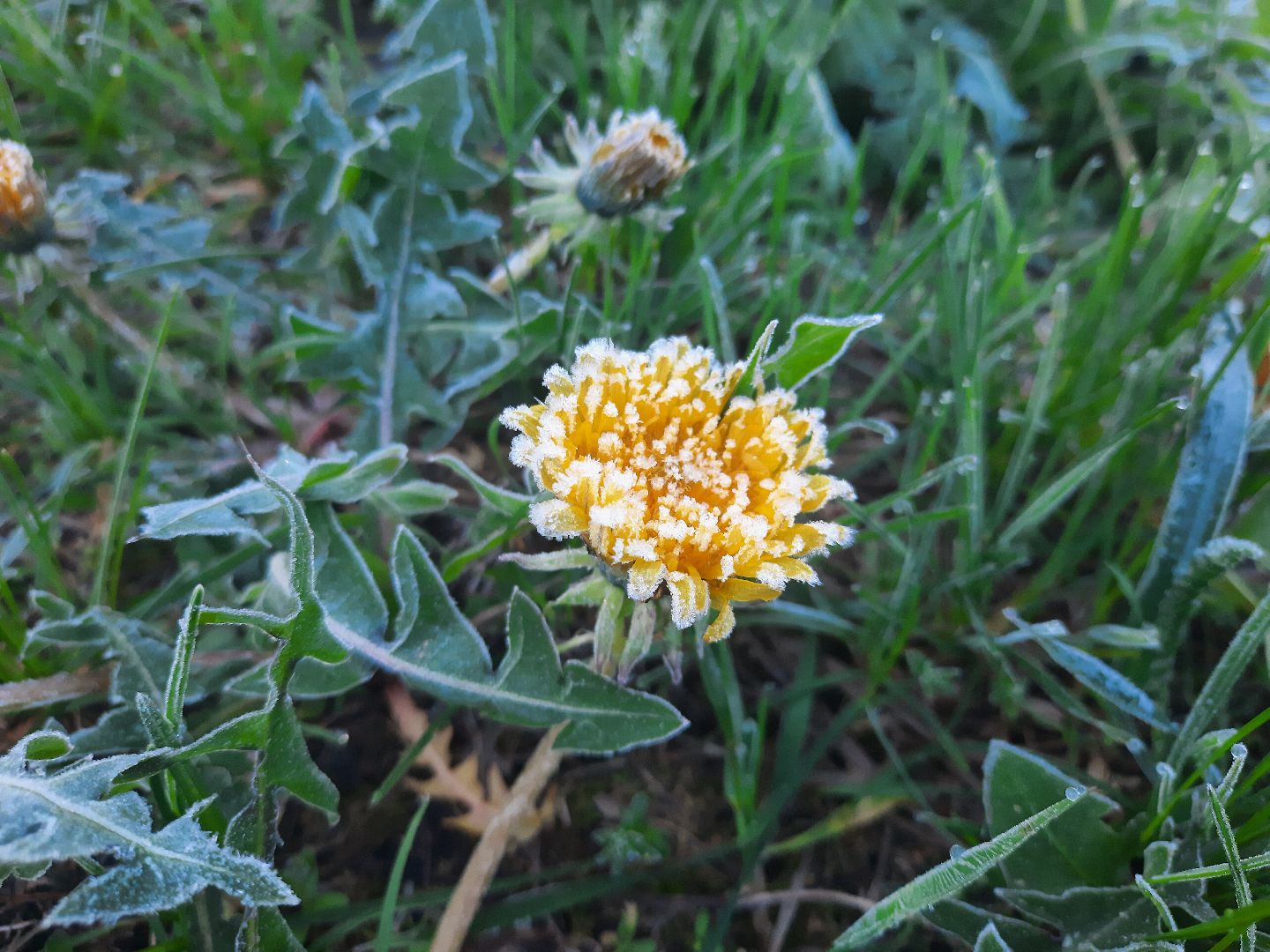 Шатура, Черусти, погода, заморозки, май, Черёмуховые холода