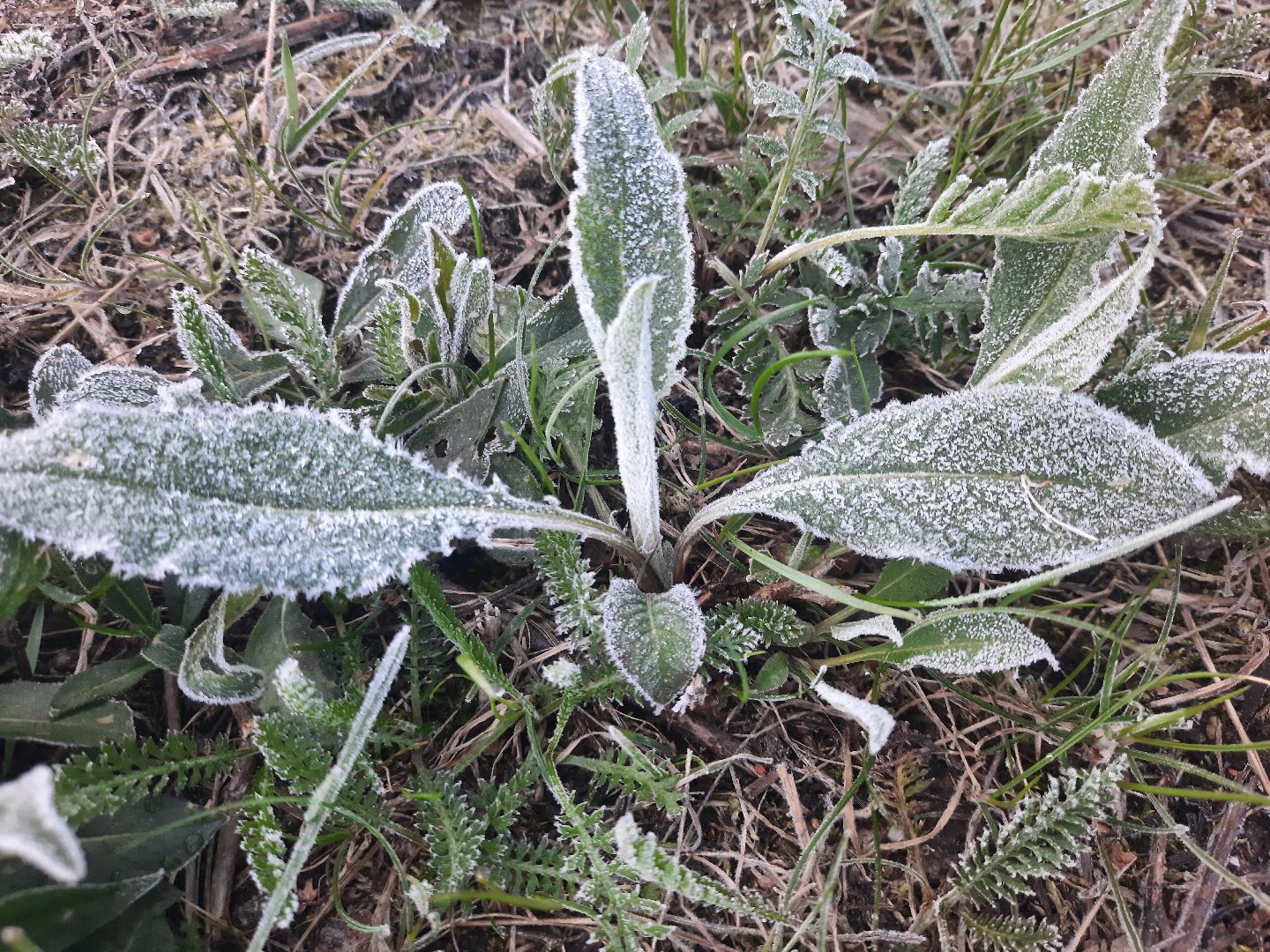 Шатура, Черусти, погода, заморозки, май, Черёмуховые холода
