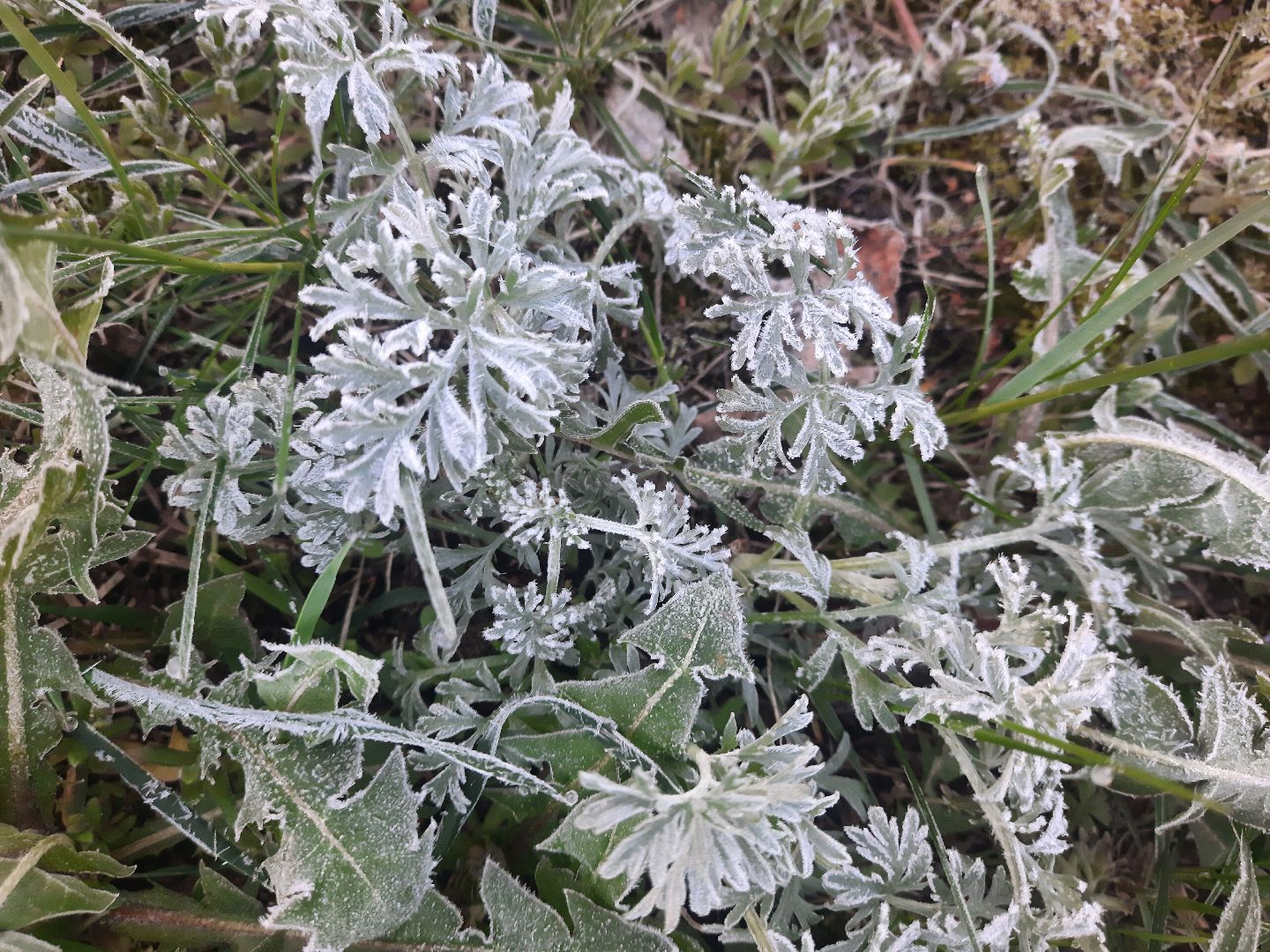 Шатура, Черусти, погода, заморозки, май, Черёмуховые холода