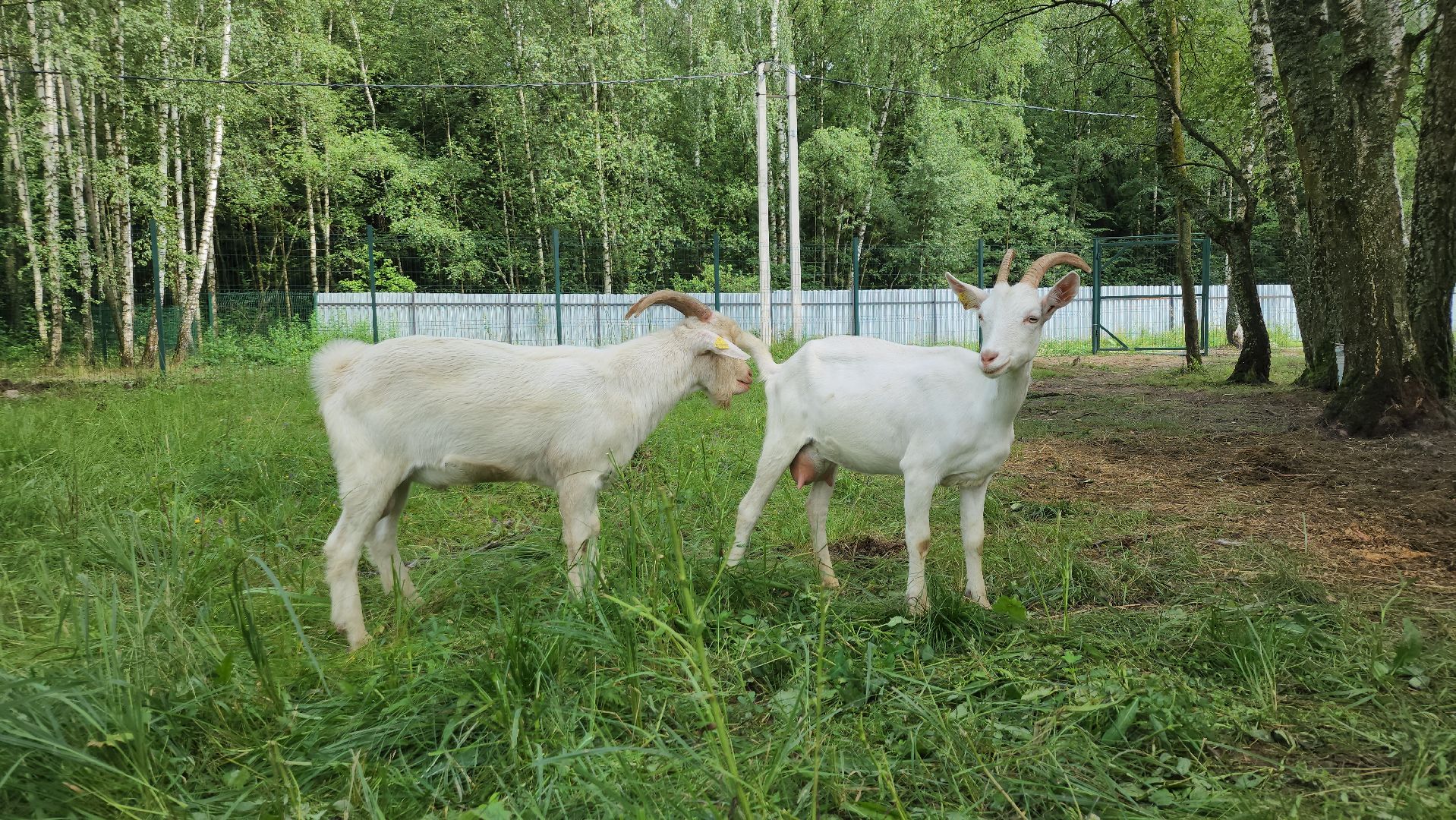 ступино, экология, люди, лето в подмосковье,
