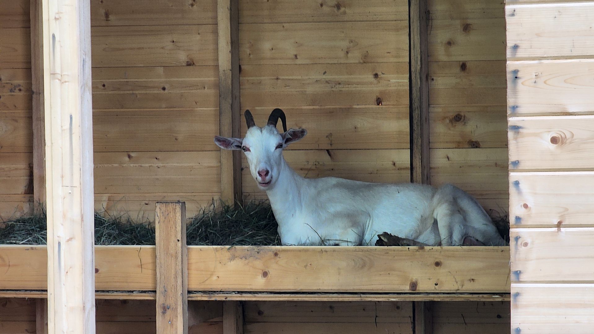 ступино, экология, люди, лето в подмосковье,