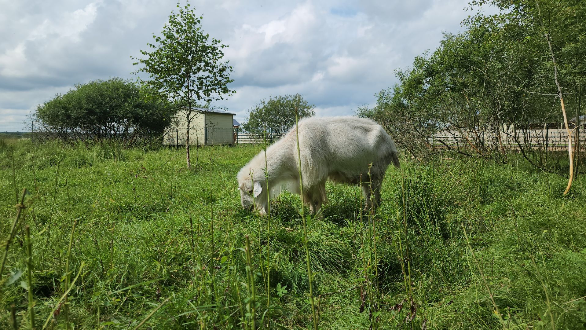 ступино, экология, люди, лето в подмосковье,