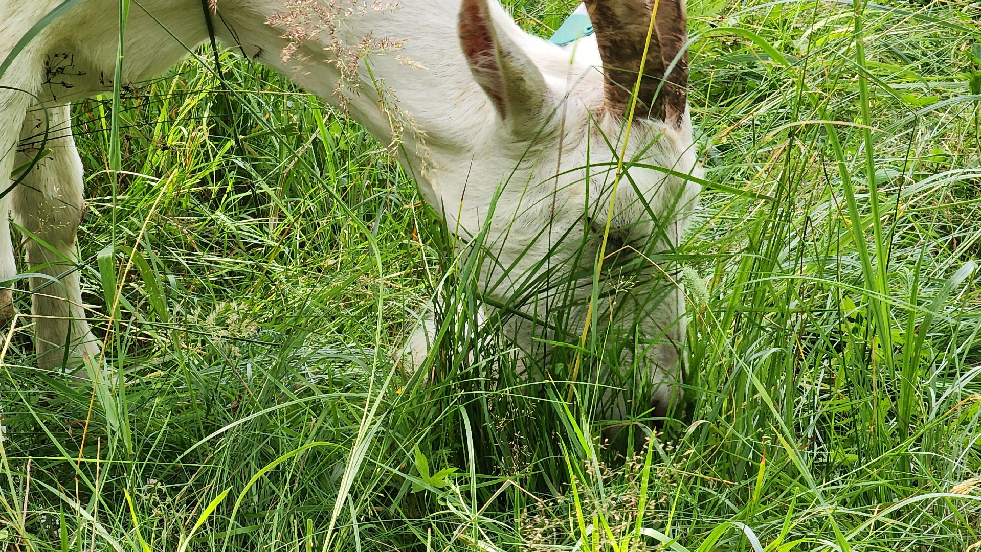 ступино, экология, люди, лето в подмосковье,