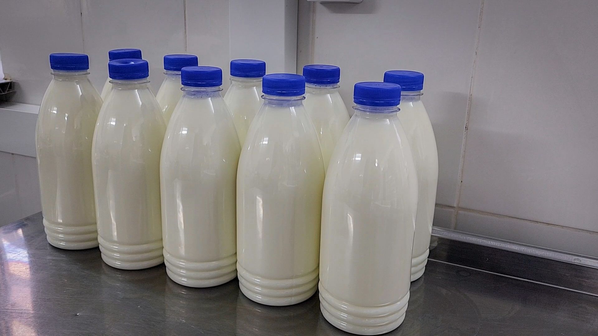 производство сыра, молочная ферма, голштинская порода коров,