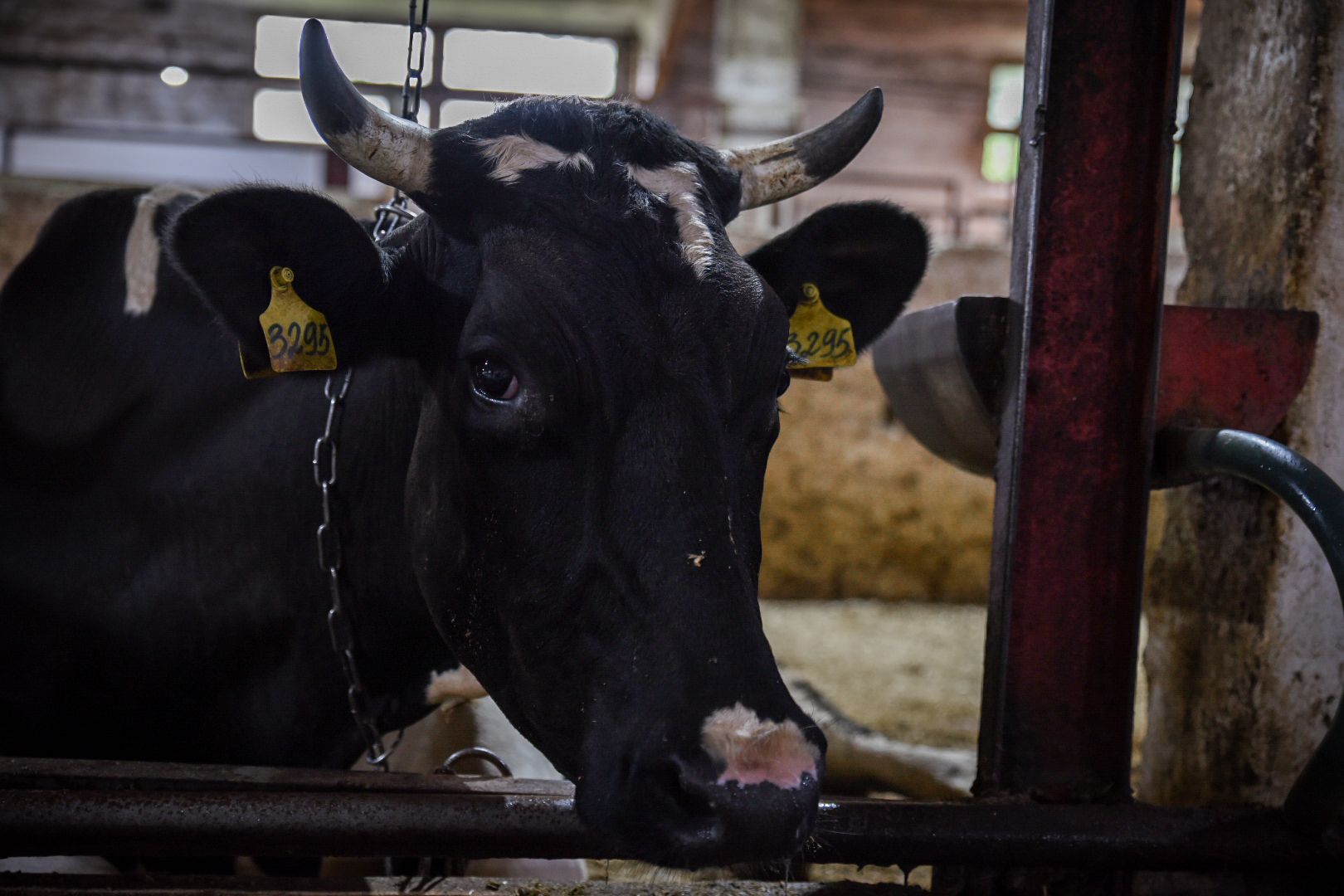 производство сыра, молочная ферма, голштинская порода коров,