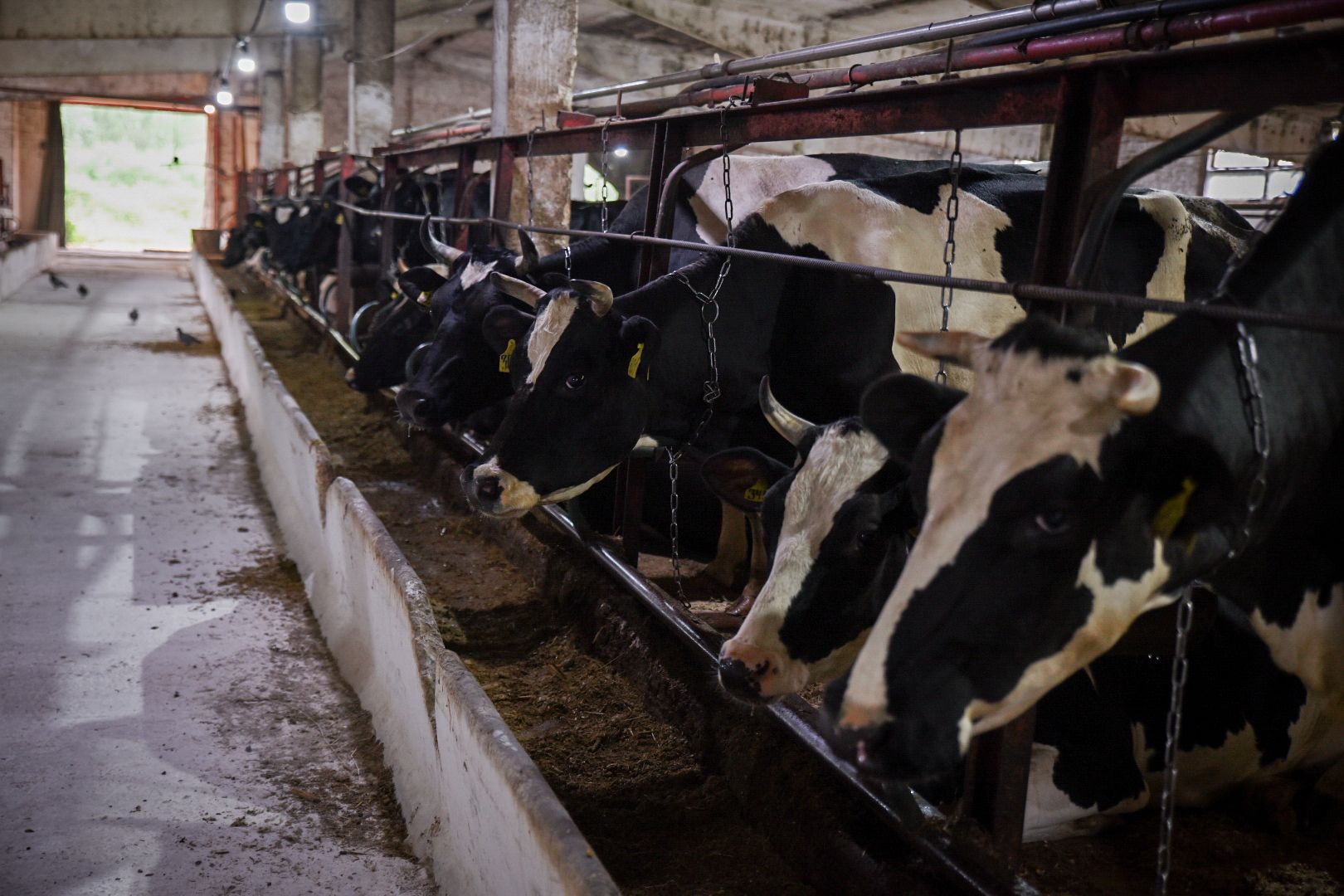 производство сыра, молочная ферма, голштинская порода коров,