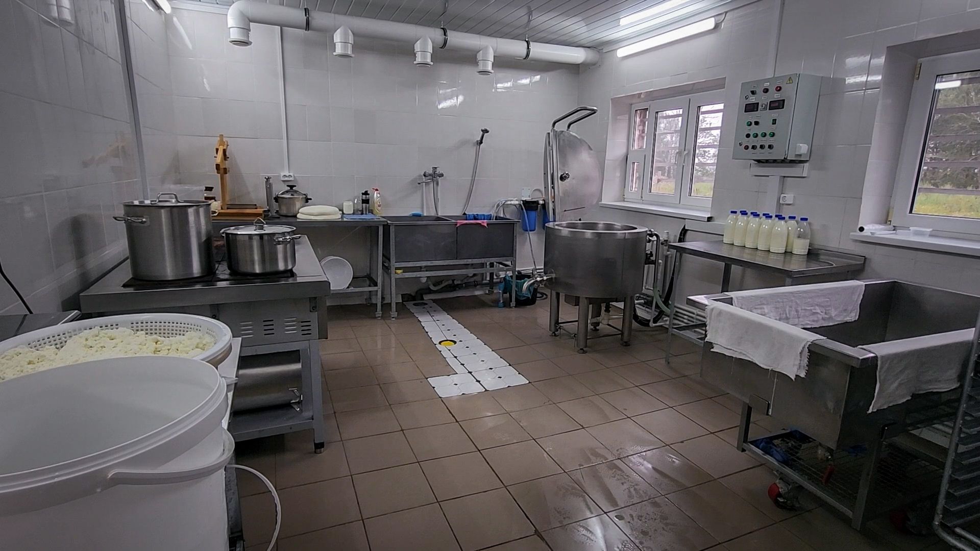 производство сыра, молочная ферма, голштинская порода коров,