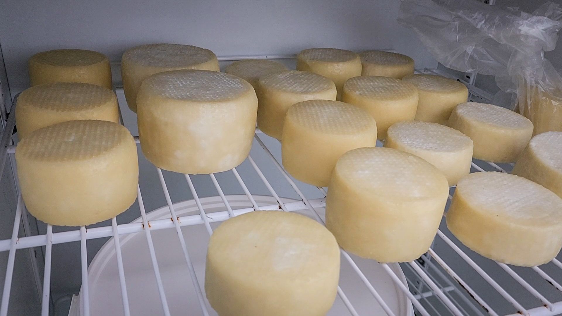 производство сыра, молочная ферма, голштинская порода коров,