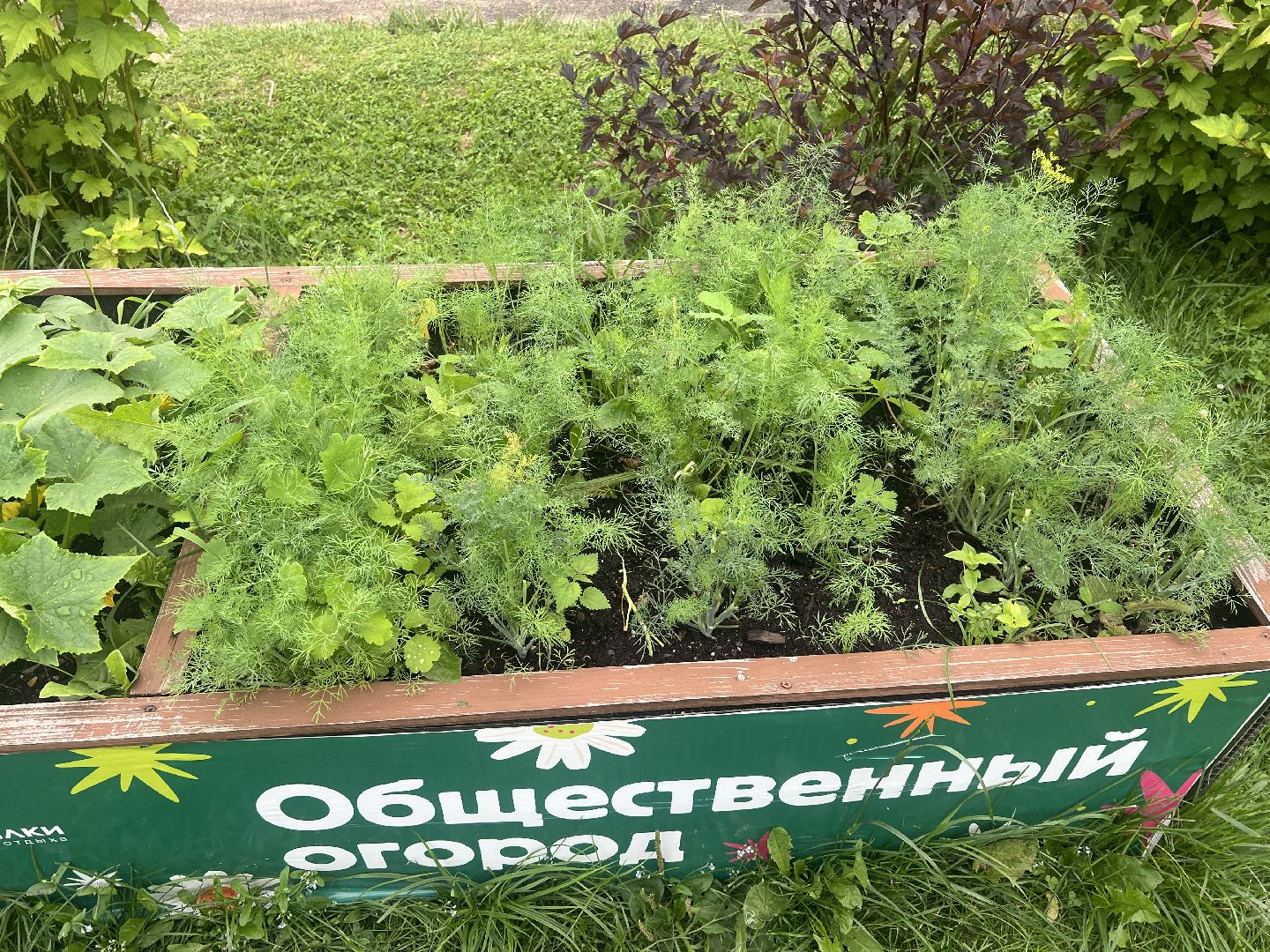 Парк вербилки, талдомский городской округ, благоустройство,