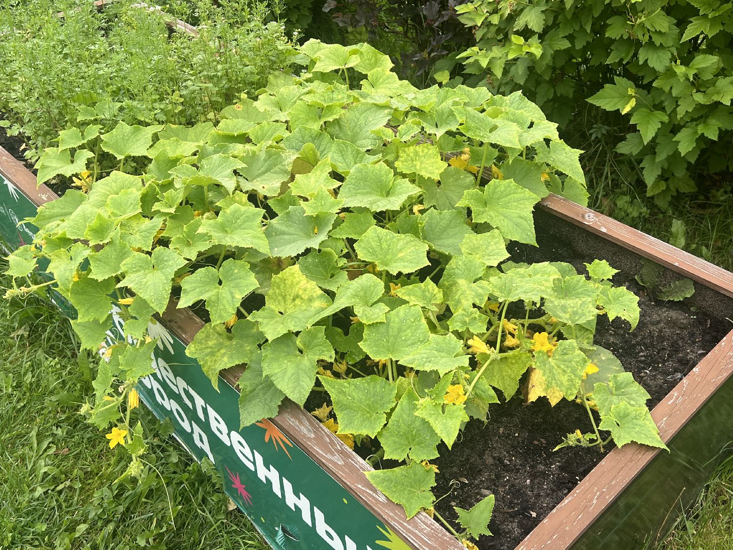Парк вербилки, талдомский городской округ, благоустройство,