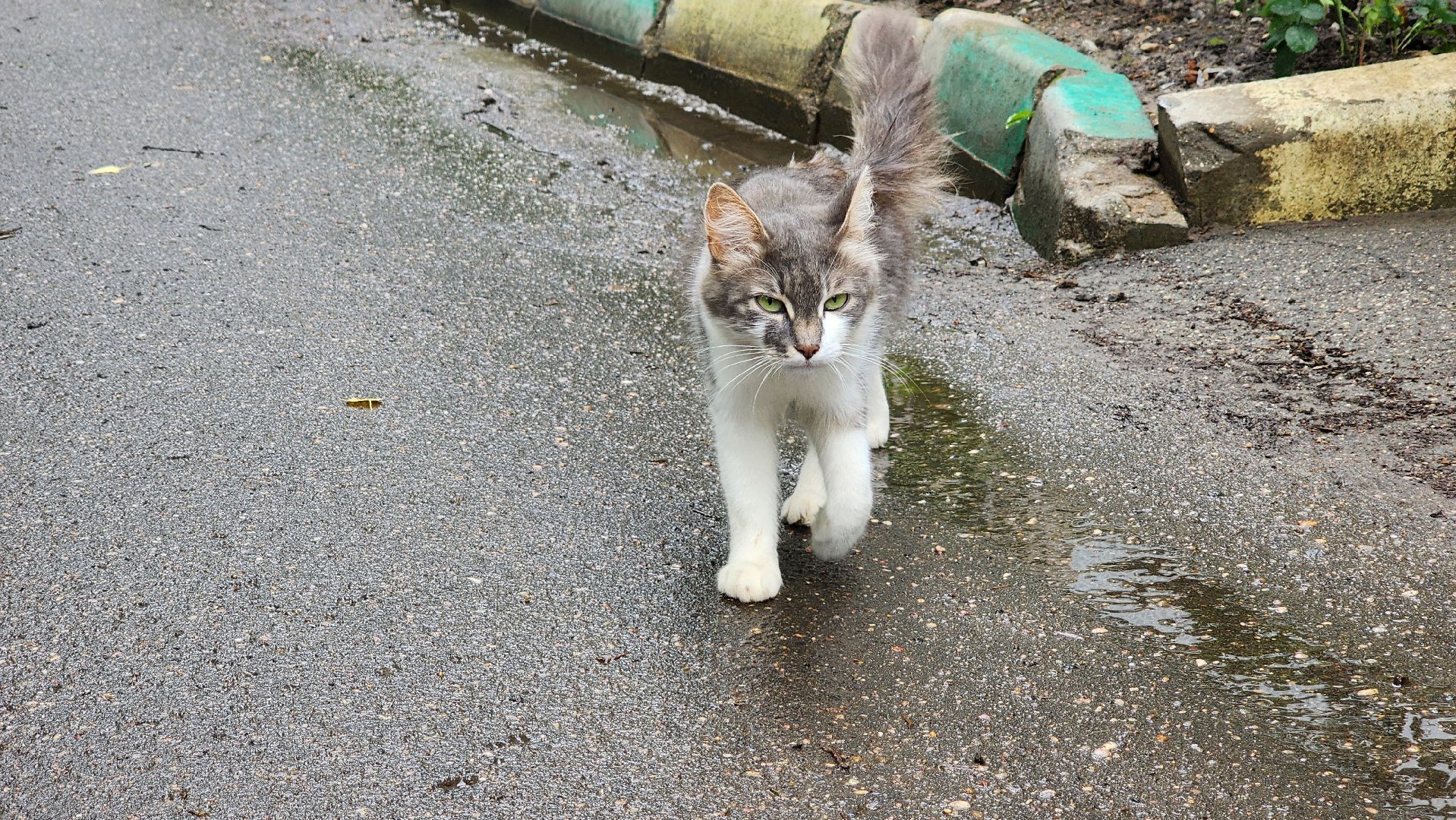 солнечногорск, улица баранова, ливень, жкх,