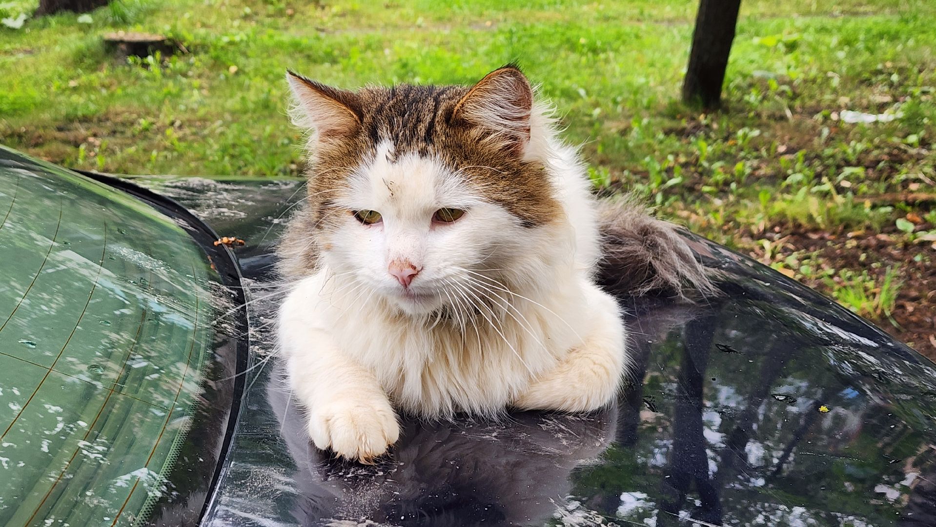 солнечногорск, улица баранова, ливень, жкх,