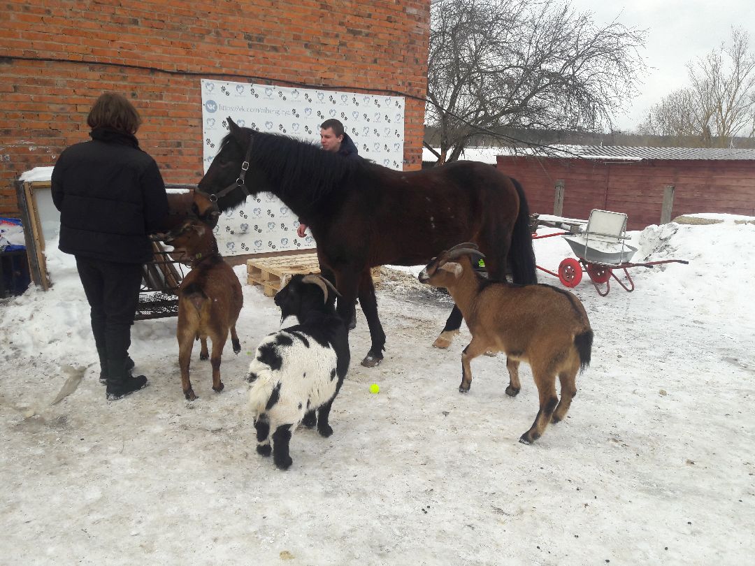 Беригиня, Помощь животным, волонтеры