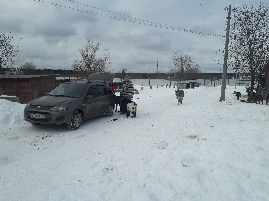 Беригиня, Помощь животным, волонтеры
