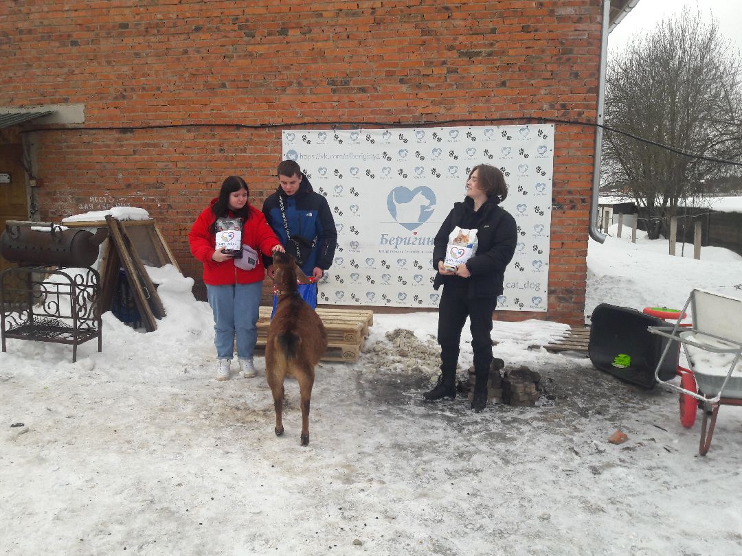 Беригиня, Помощь животным, волонтеры