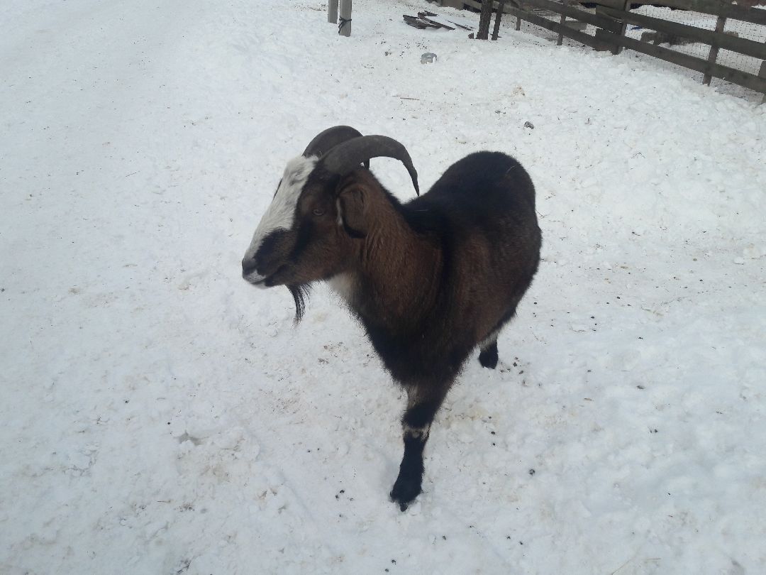 Беригиня, Помощь животным, волонтеры