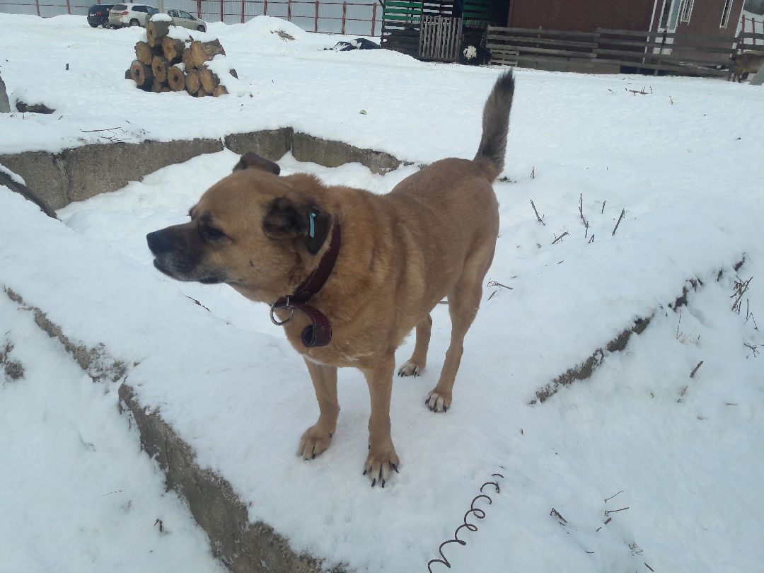 Беригиня, Помощь животным, волонтеры