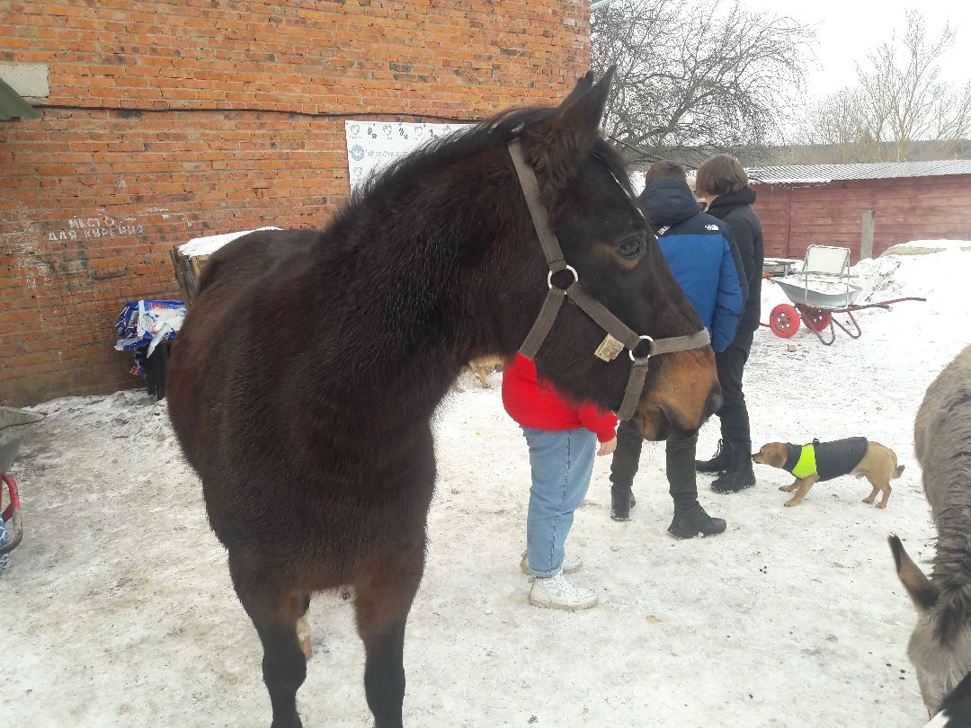 Беригиня, Помощь животным, волонтеры