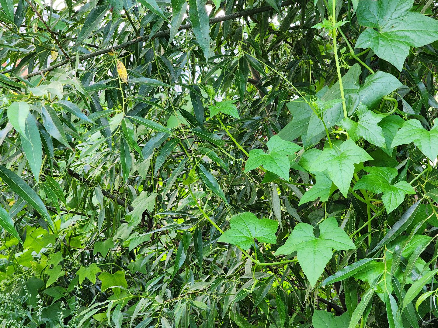 выездная администрация, прием жителей, подтопления, ногинск, богородский городской округ,