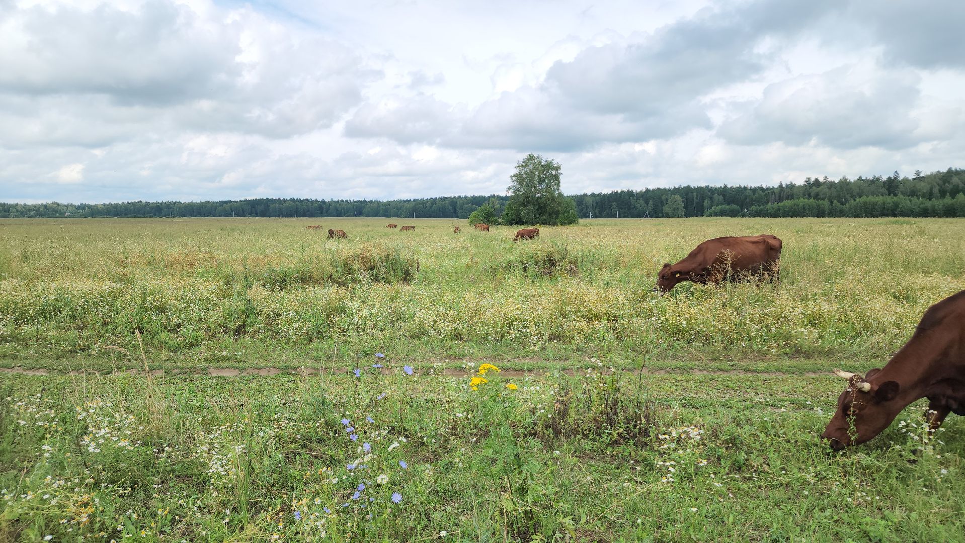 ступино, экономика, гранты, бизнес, сельское хозяйство,