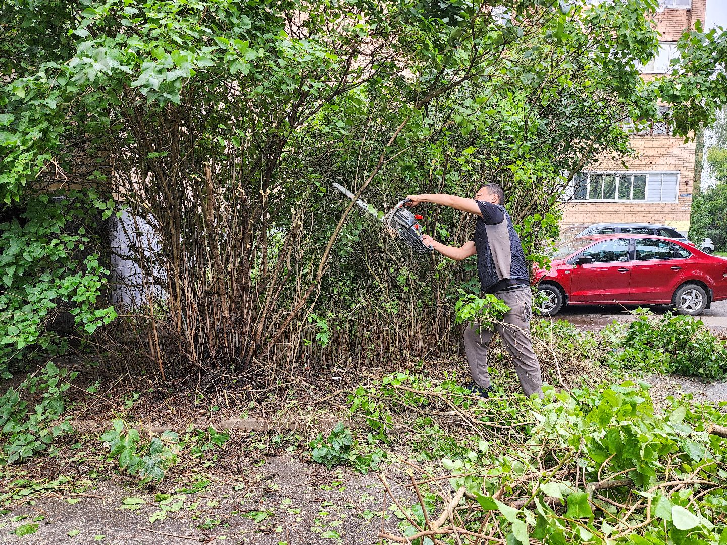 Подольск, Климовск, Выездная администрация, Спилили дерево, обращение жителей,