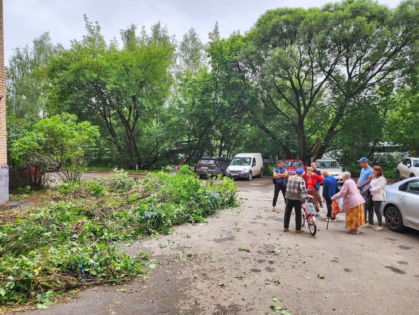 Подольск, Климовск, Выездная администрация, Спилили дерево, обращение жителей,
