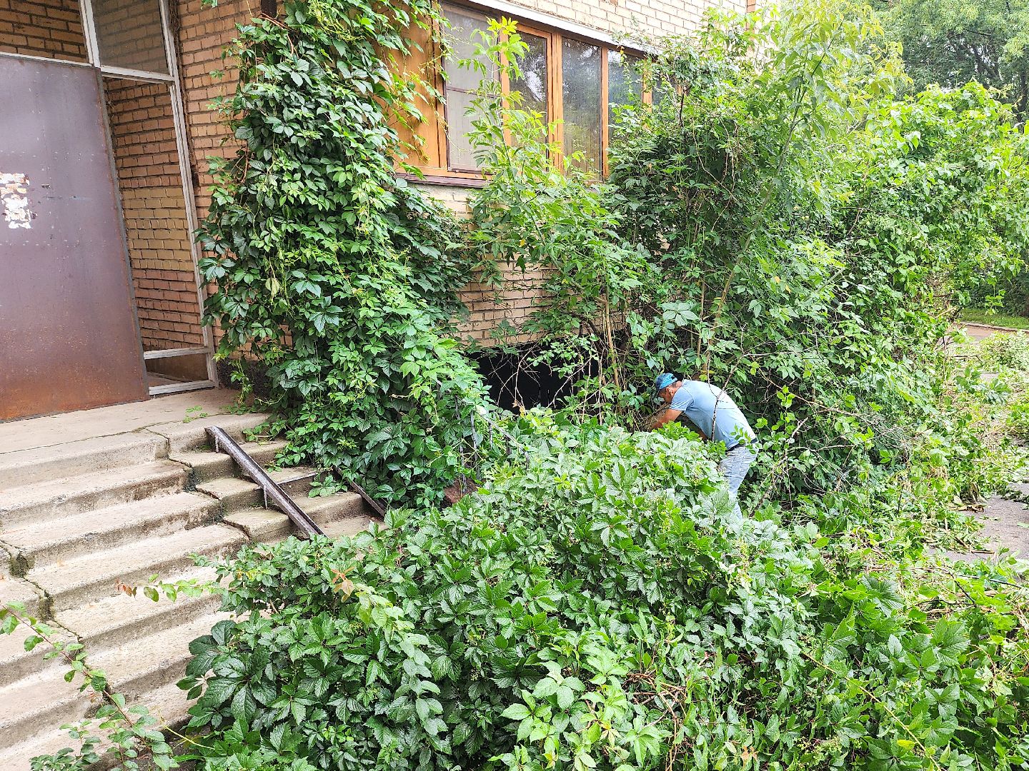 Подольск, Климовск, Выездная администрация, Спилили дерево, обращение жителей,