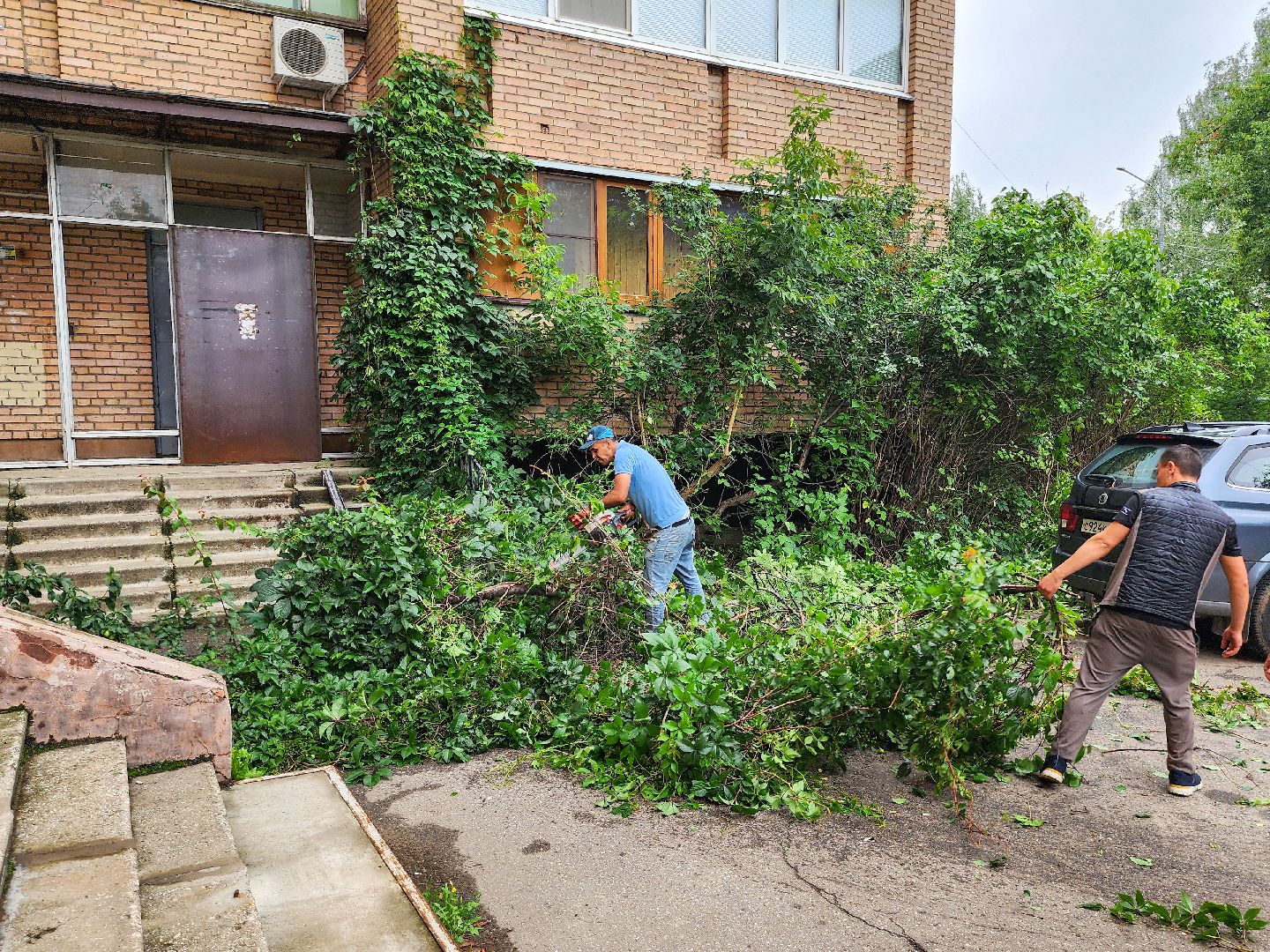 Подольск, Климовск, Выездная администрация, Спилили дерево, обращение жителей,