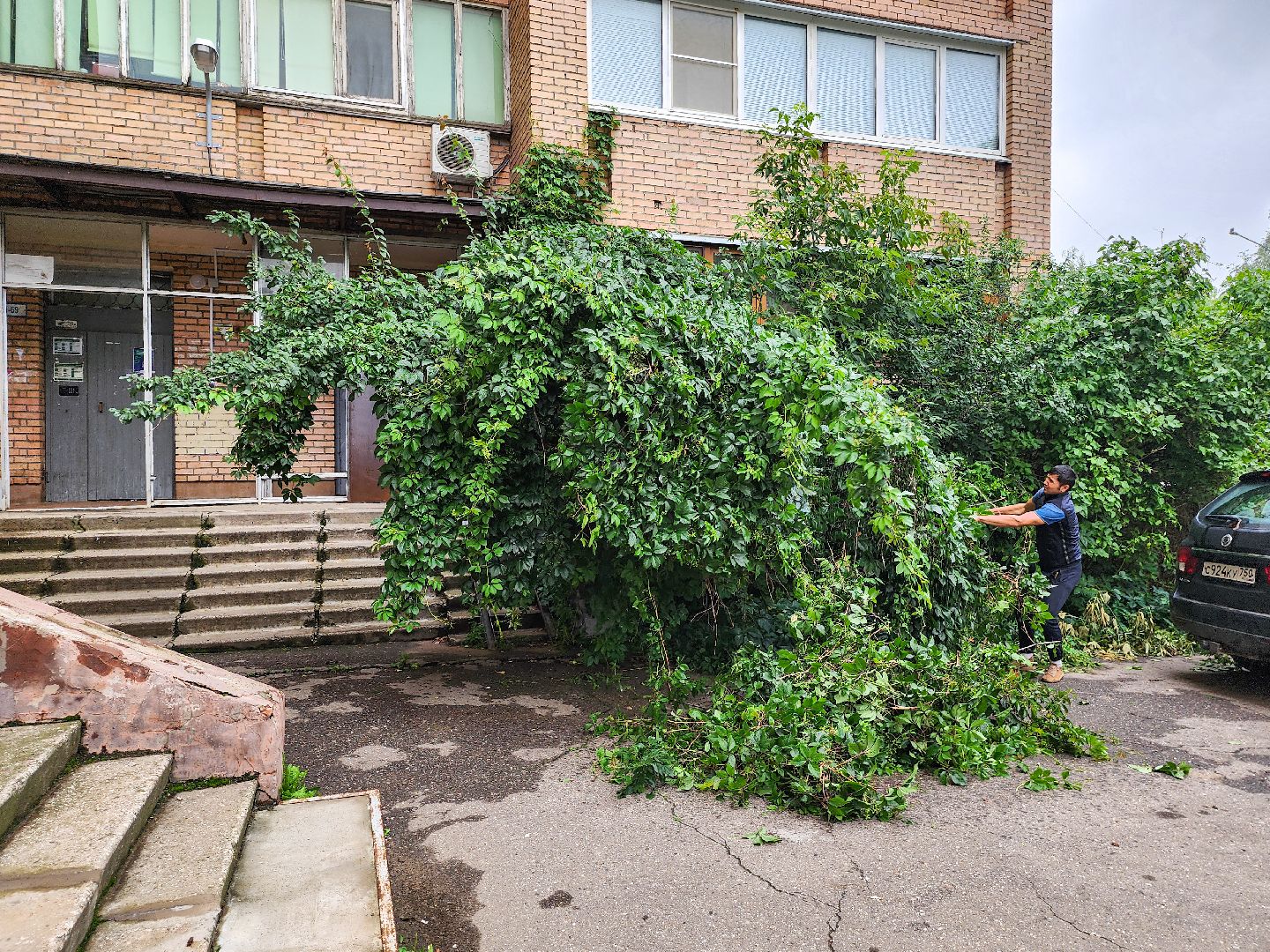 Подольск, Климовск, Выездная администрация, Спилили дерево, обращение жителей,