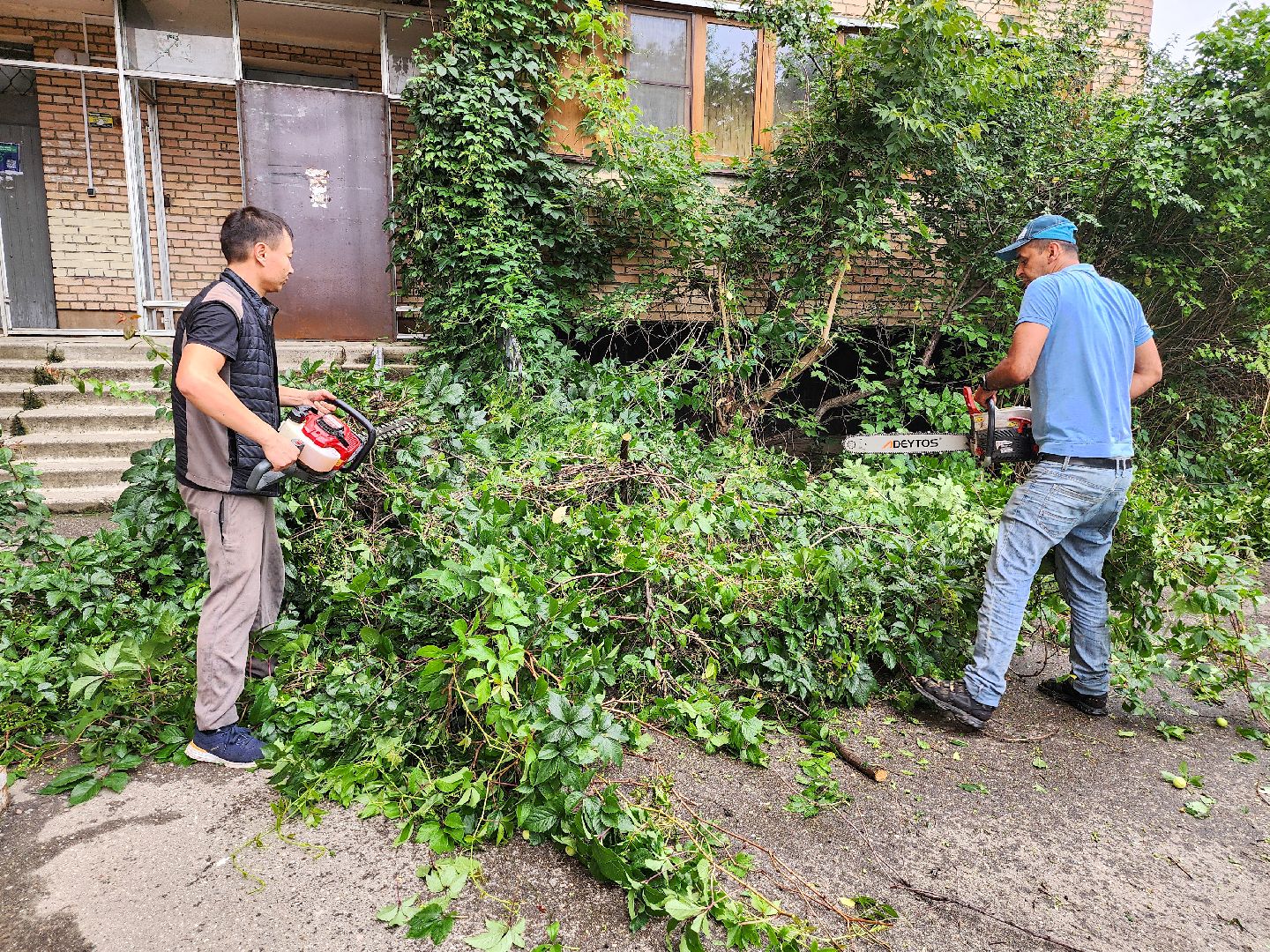 Подольск, Климовск, Выездная администрация, Спилили дерево, обращение жителей,