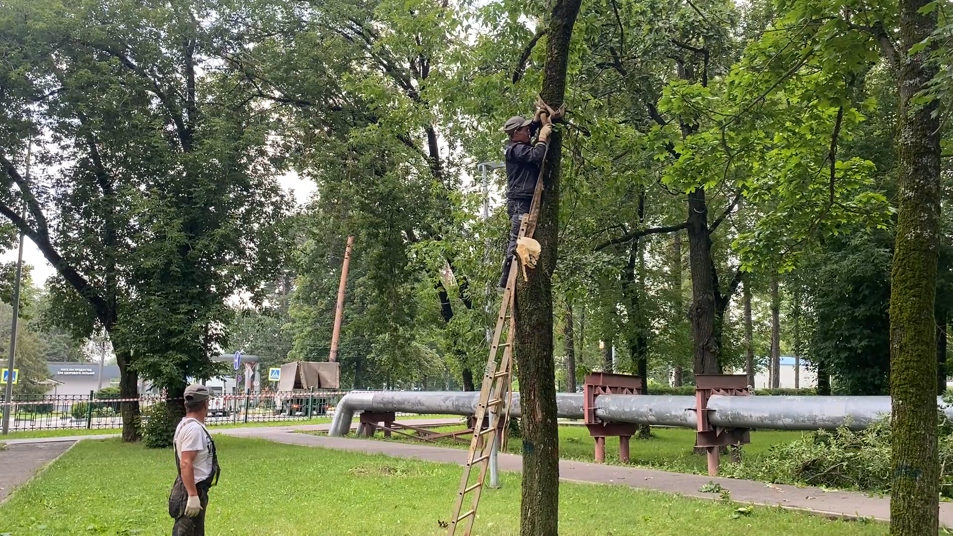 модернизация теплосетей, власихе теплосеть, власиха площадь дк, компенсационная посадка деревьев,