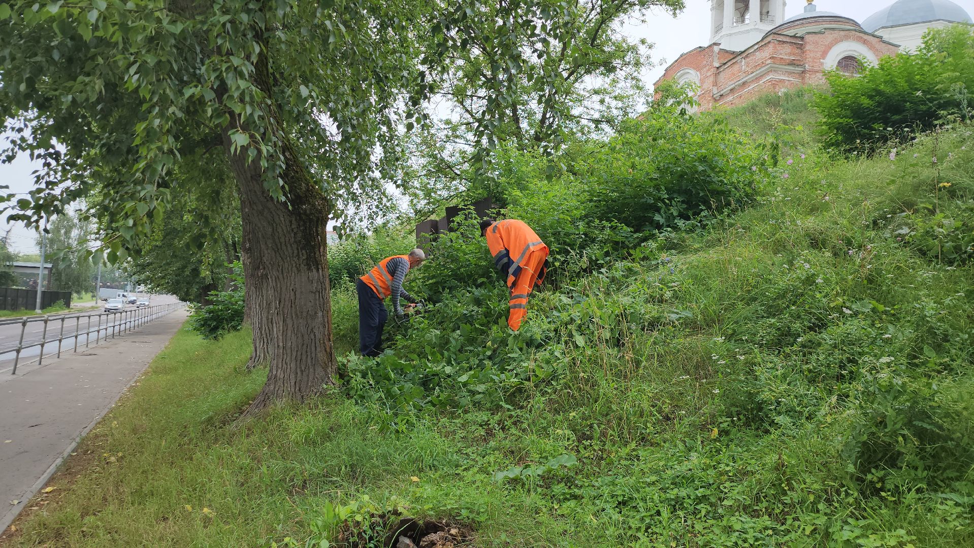 серпухов, подмосковье, формовочная стрижка,