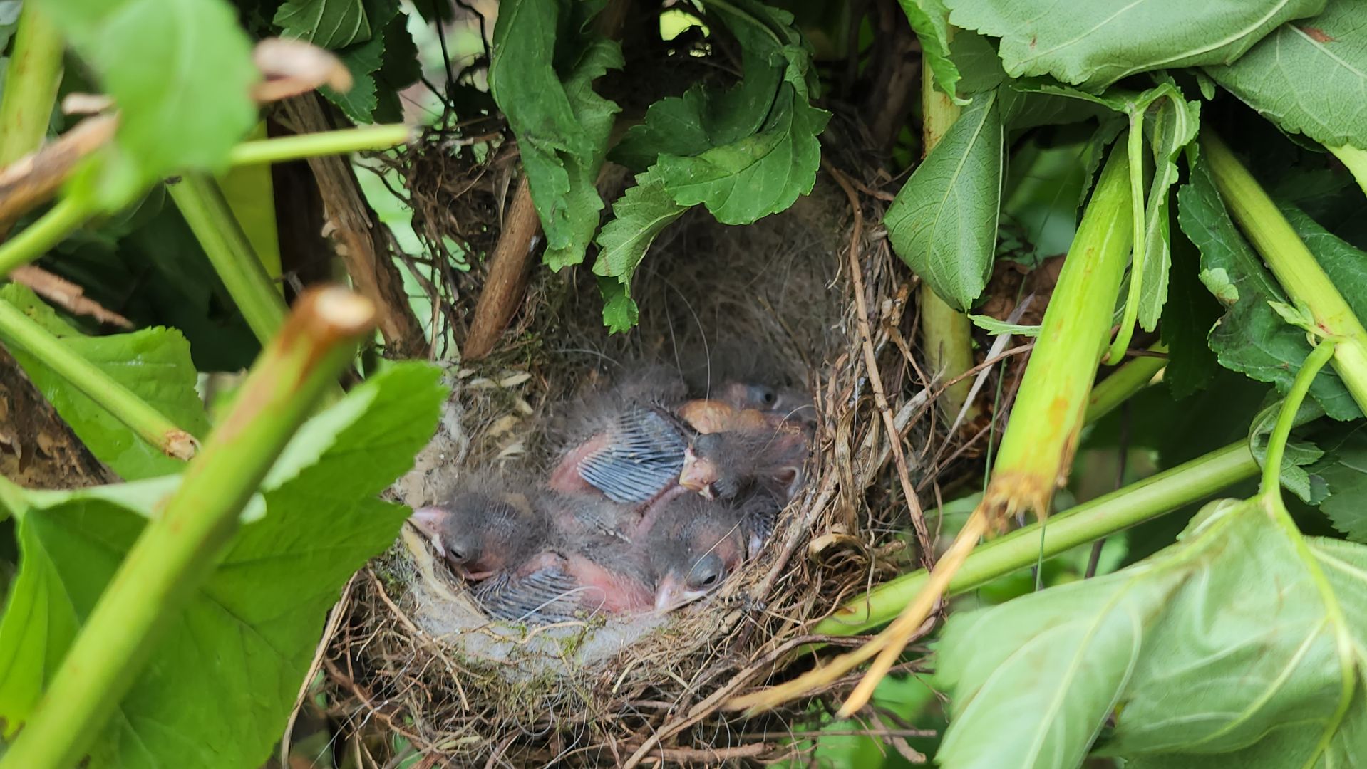 серпухов, подмосковье, формовочная стрижка,