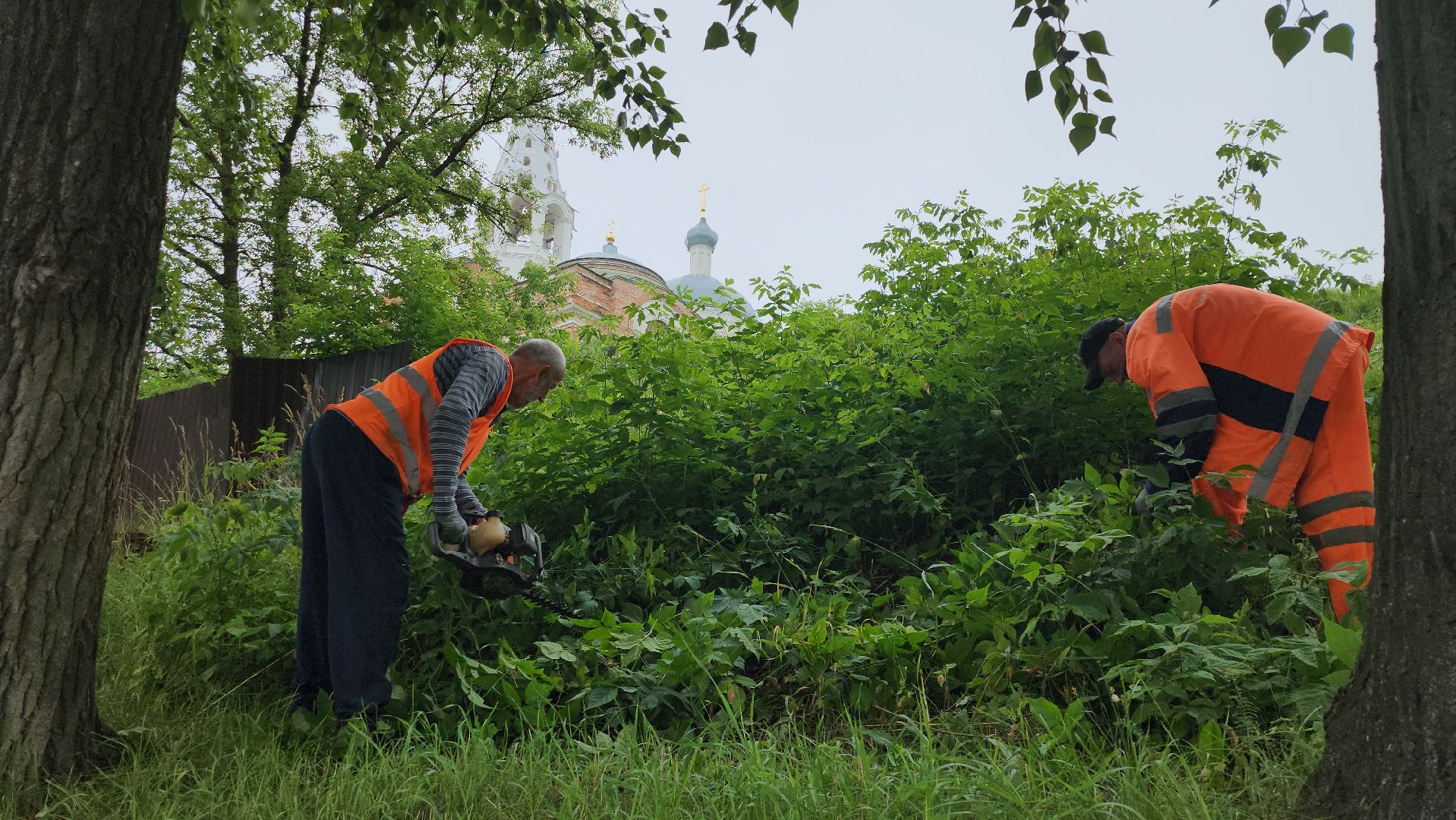 серпухов, подмосковье, формовочная стрижка,