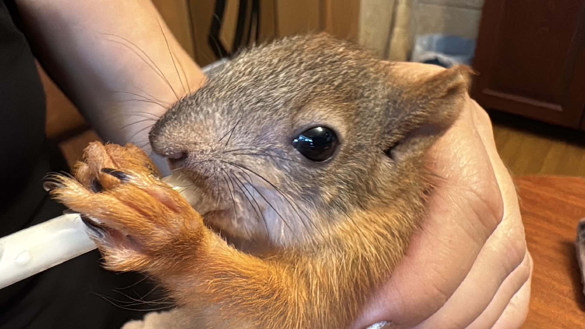 Экология Одинцово, Спасение бельчат, Анна Колесникова,