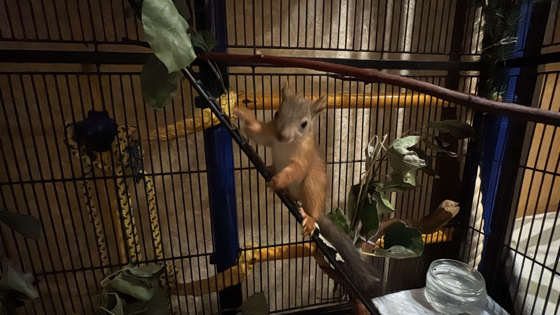 Экология Одинцово, Спасение бельчат, Анна Колесникова,