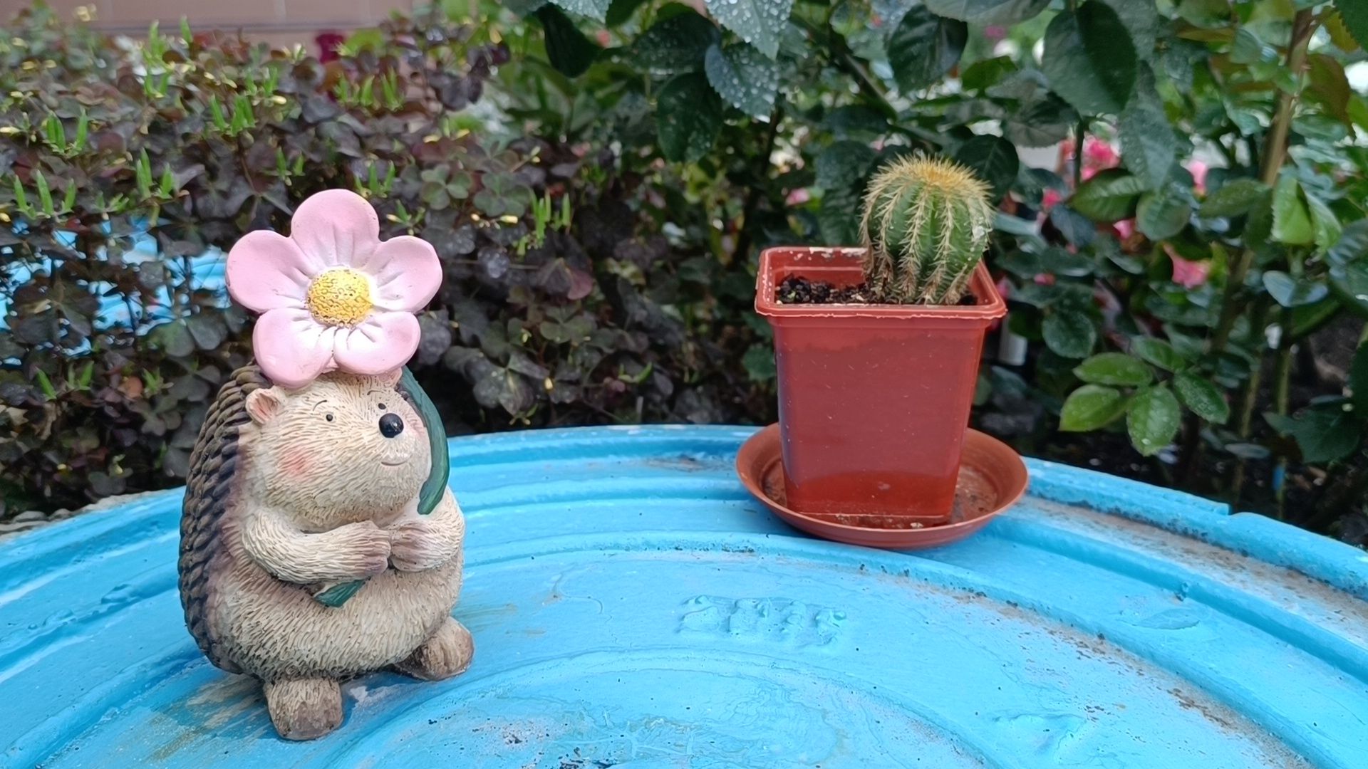 цветы, мкд, лобня,