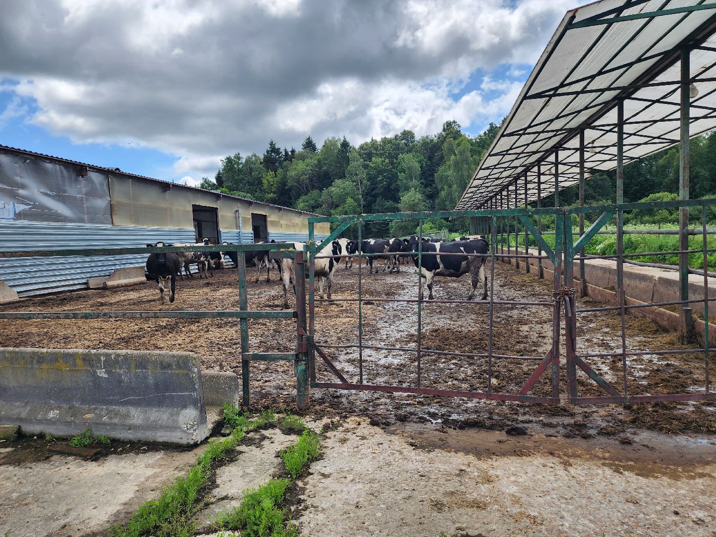 серпухов, деревня калугино, коровы в серпухове, ао дашковка, сельхозпредприятие в серпухове,