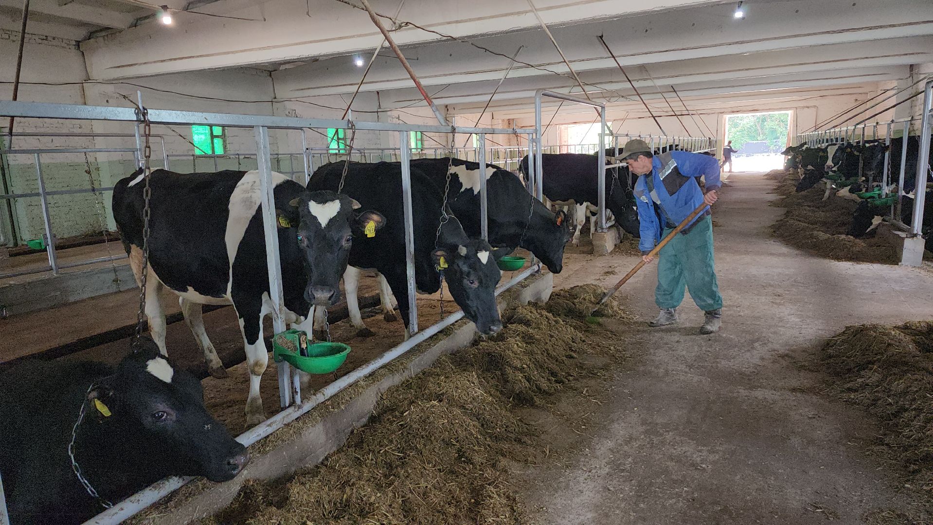 серпухов, деревня калугино, коровы в серпухове, ао дашковка, сельхозпредприятие в серпухове,