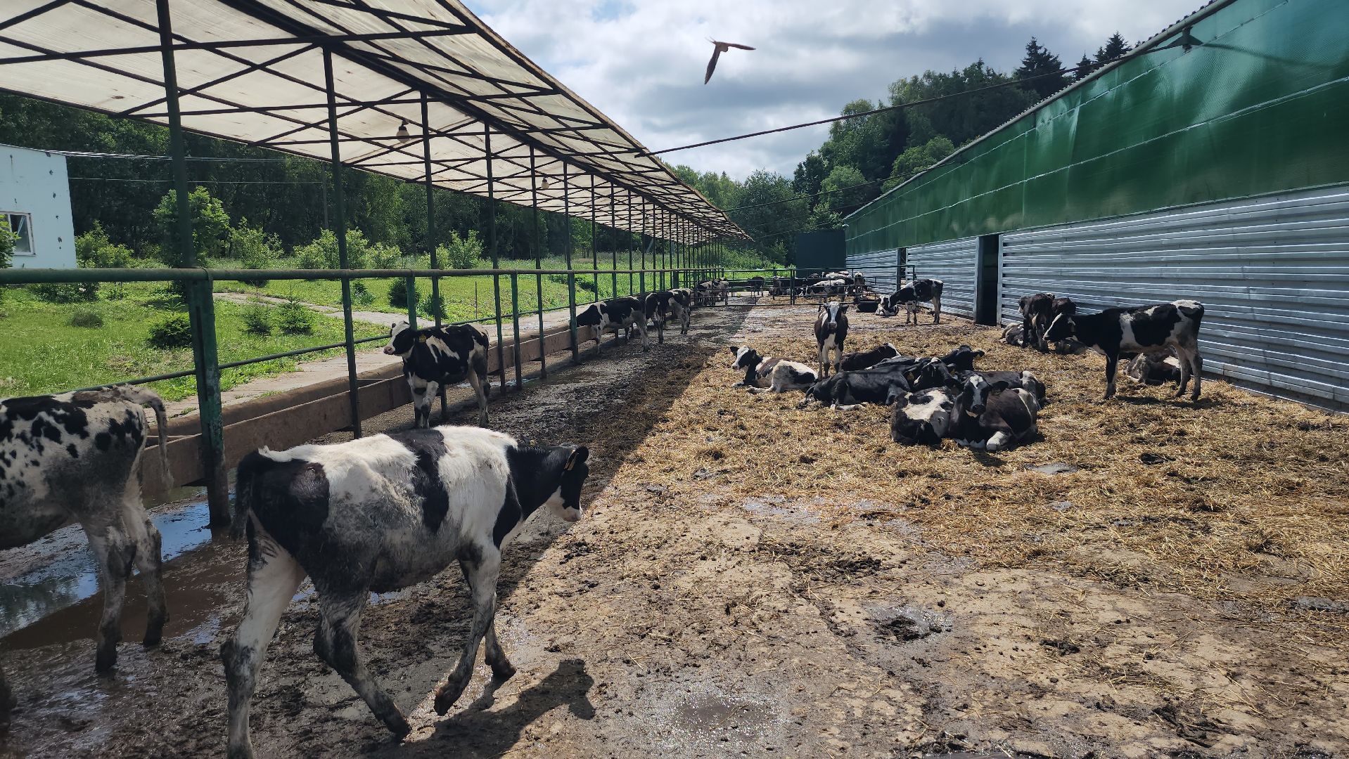 серпухов, деревня калугино, коровы в серпухове, ао дашковка, сельхозпредприятие в серпухове,
