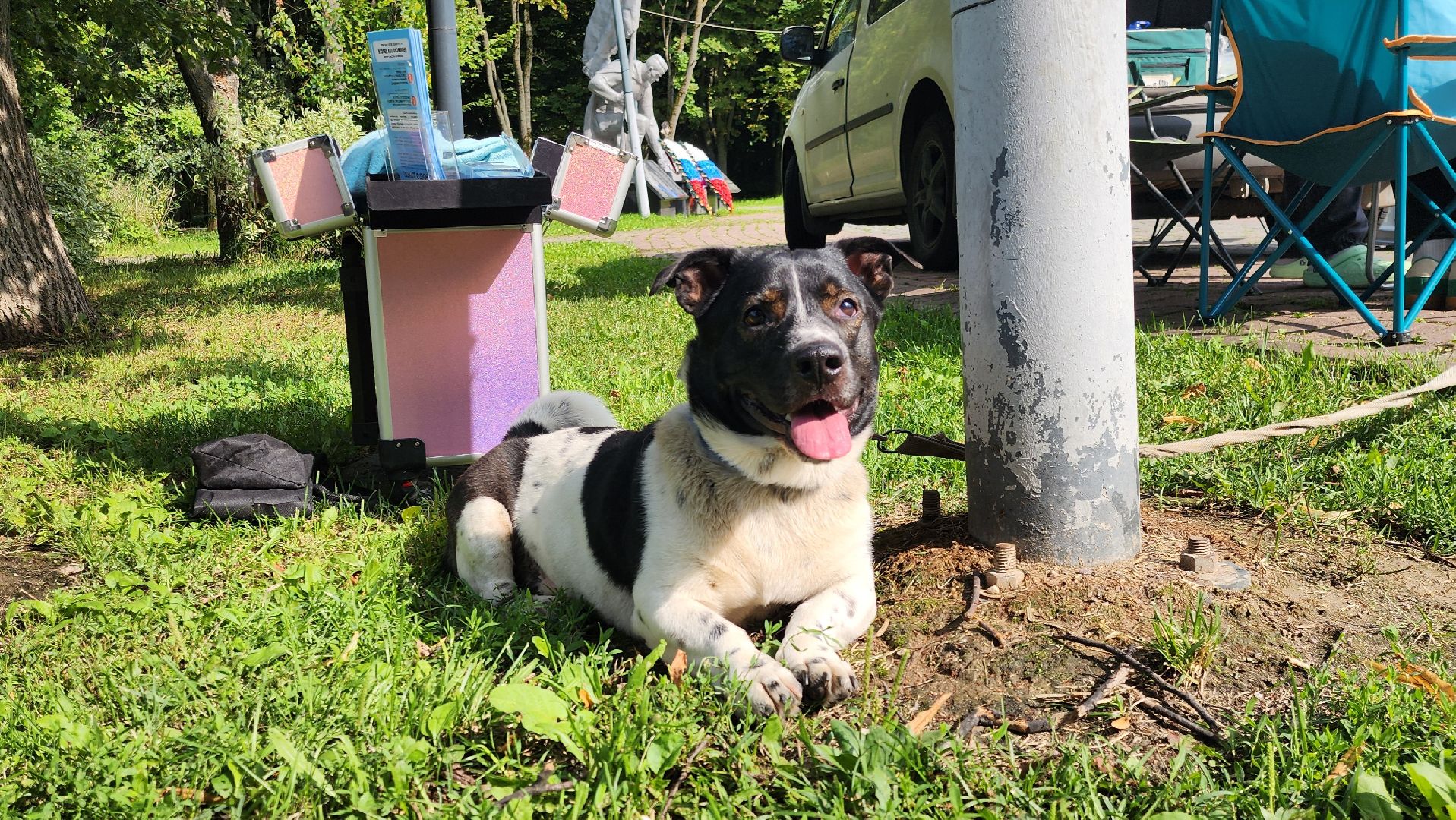 Химки, вакцинация животных, чипирование,