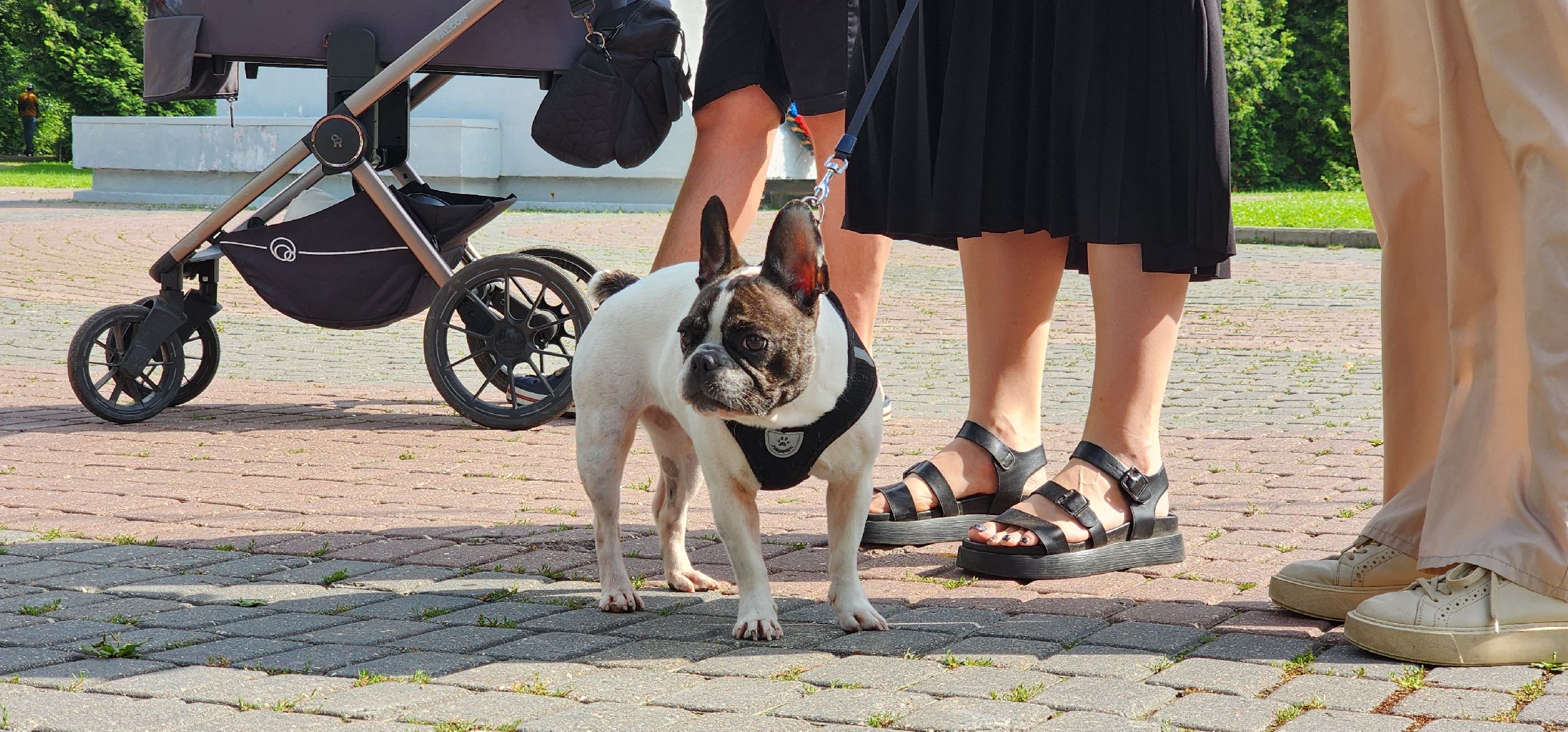 Химки, вакцинация животных, чипирование,