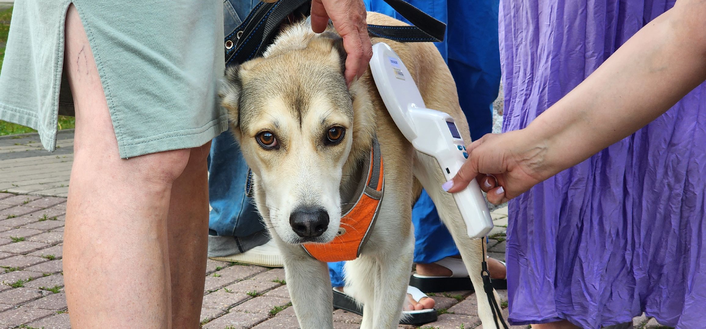 Химки, вакцинация животных, чипирование,