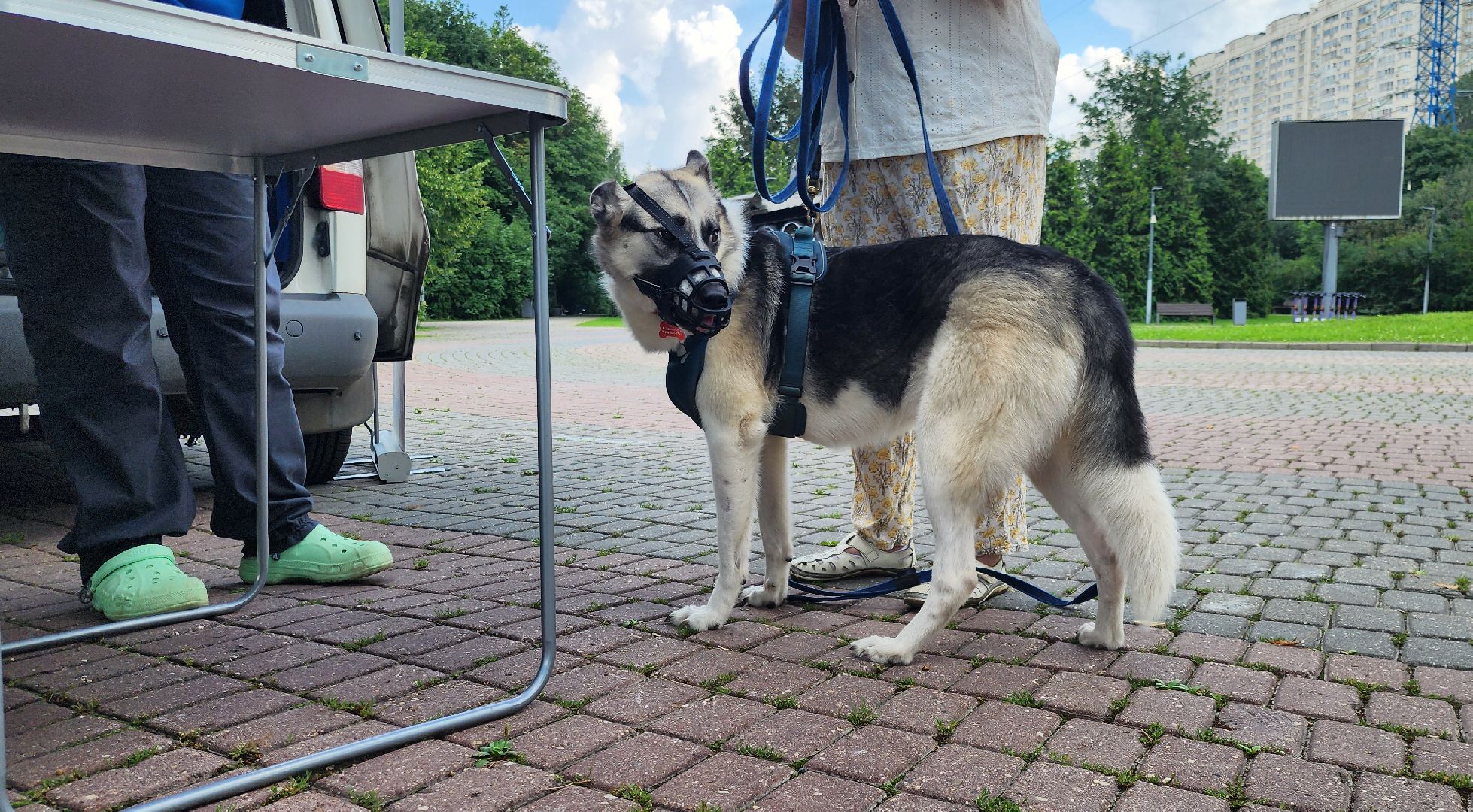 Химки, вакцинация животных, чипирование,