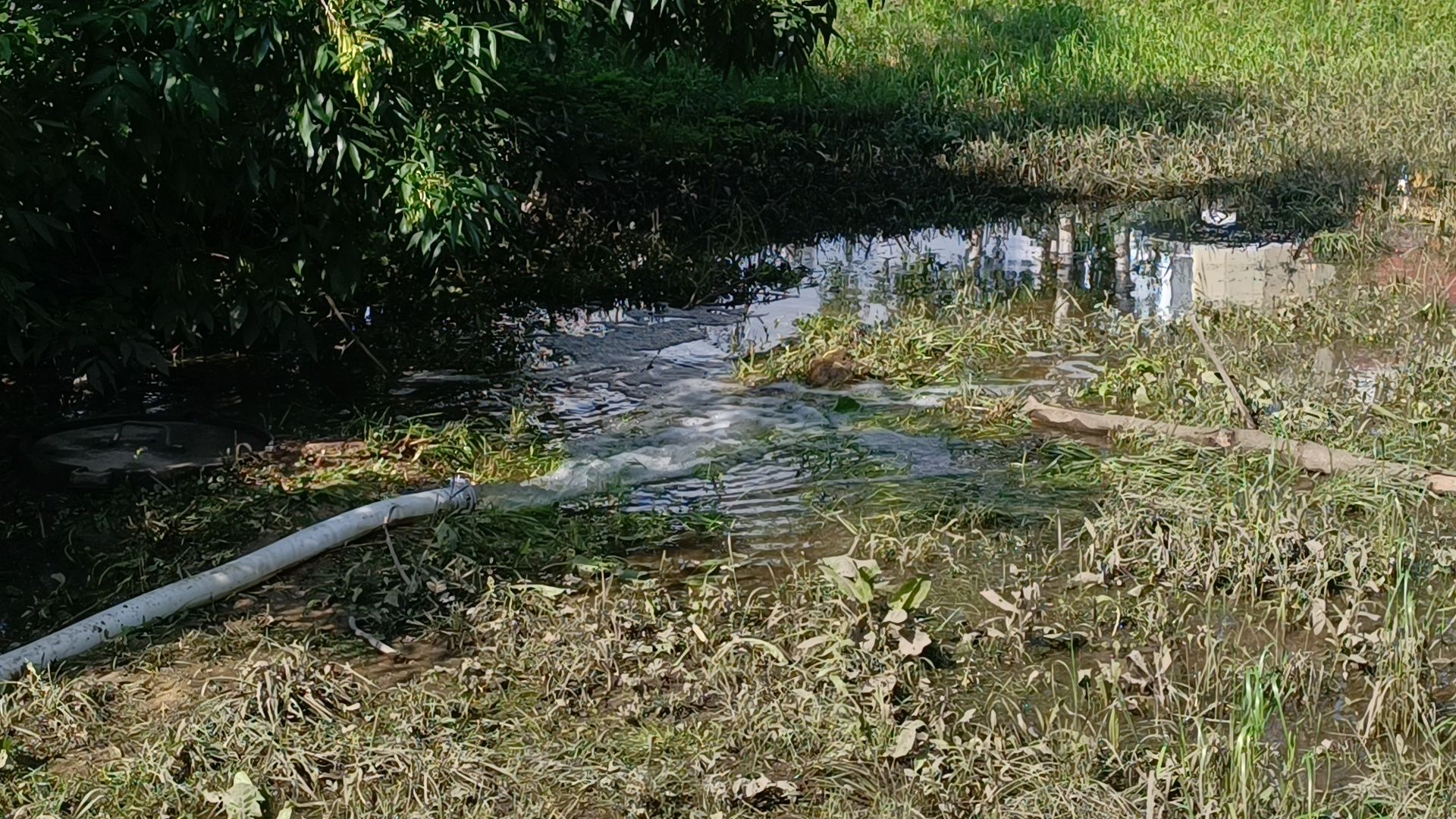 парк, подтопление, лобня,