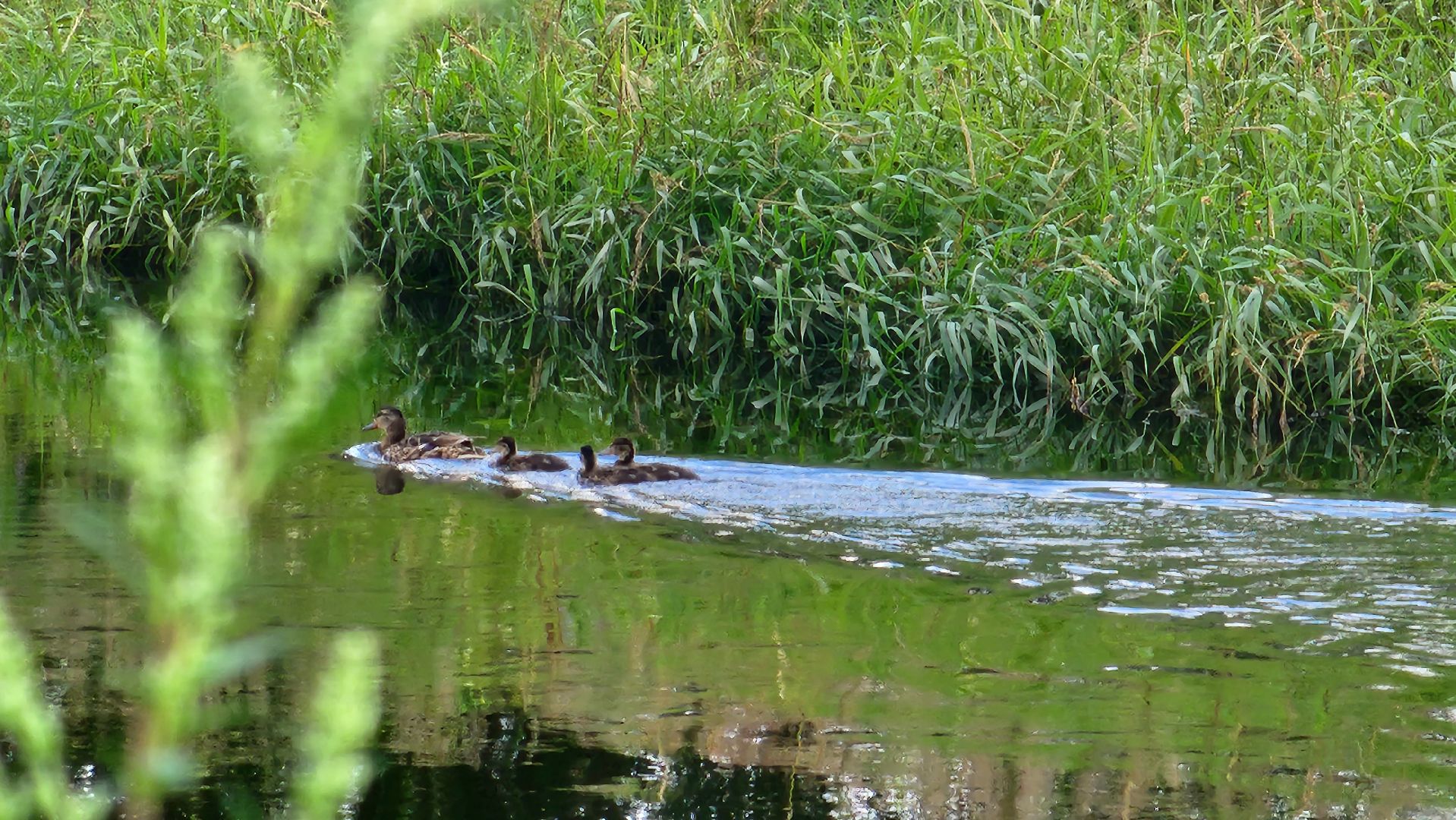 истра, вода россии, очистка берега,